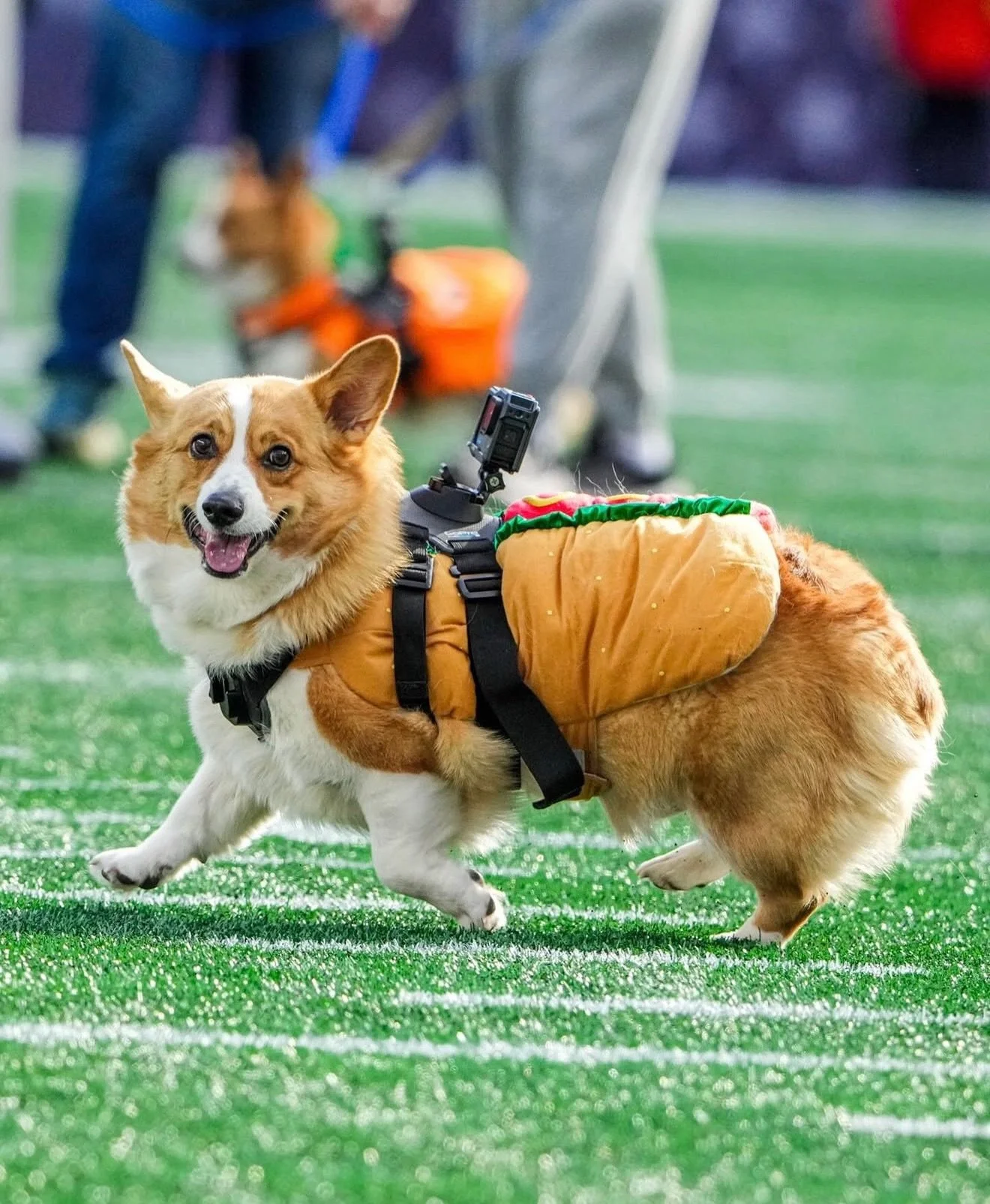 The Fast &amp; The Furriest: A Corgi Race at Gillette
