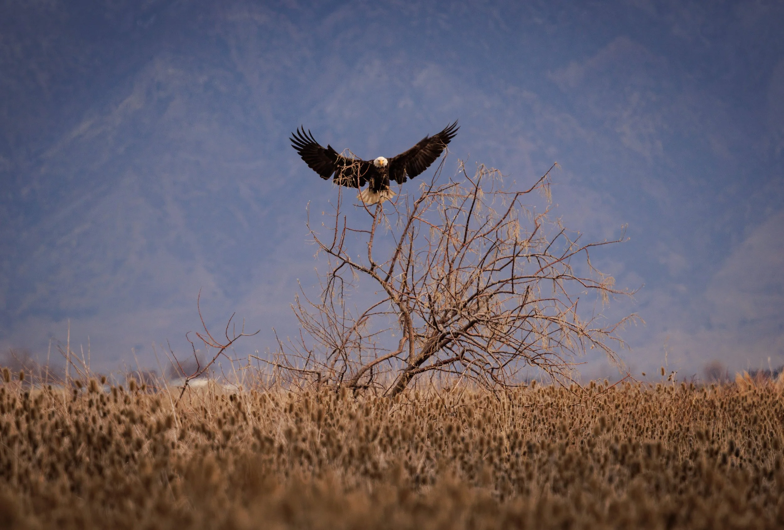 Bear River Bird Refuge Bald Eagle