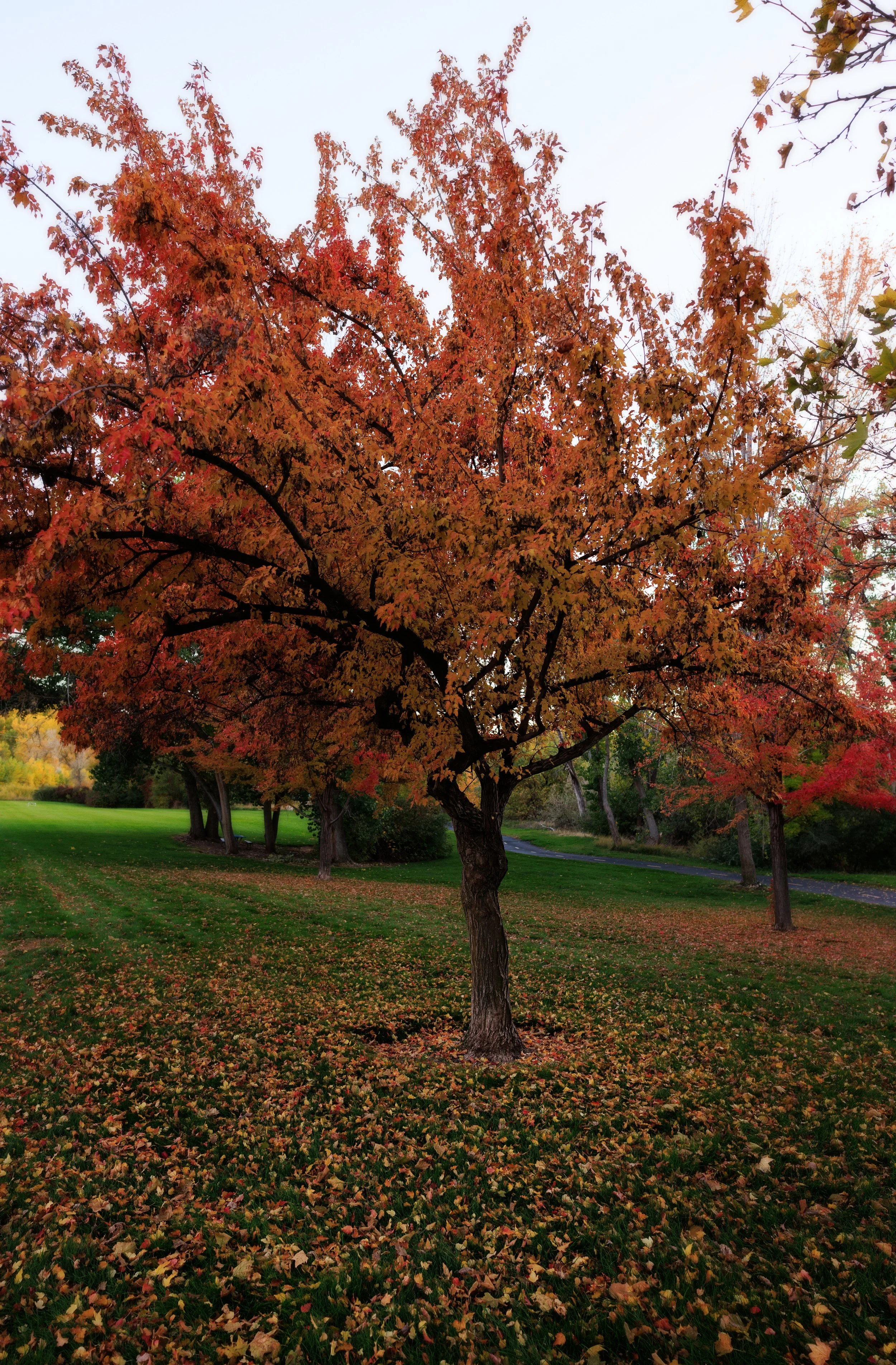 8052_Autumn-Photo-Location-Utah.jpg