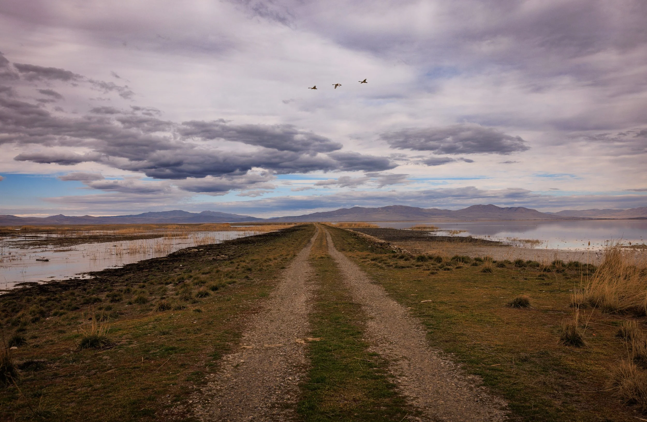 Bear River Bird Refuge