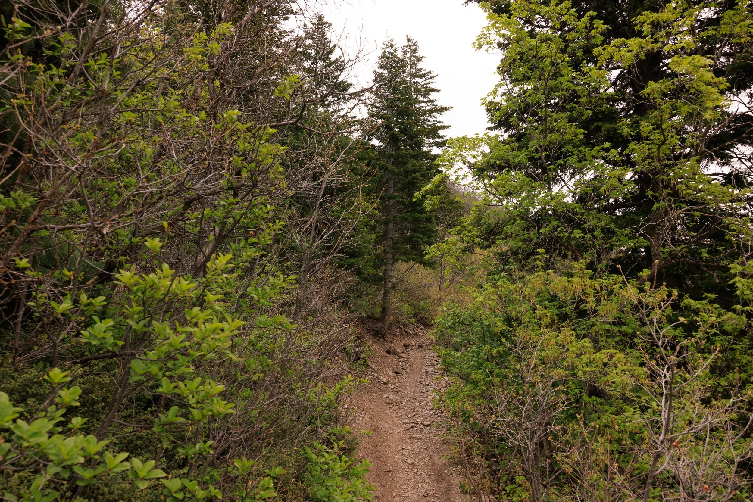 789_Pine-Hollow-Trailhead-Utah.jpg