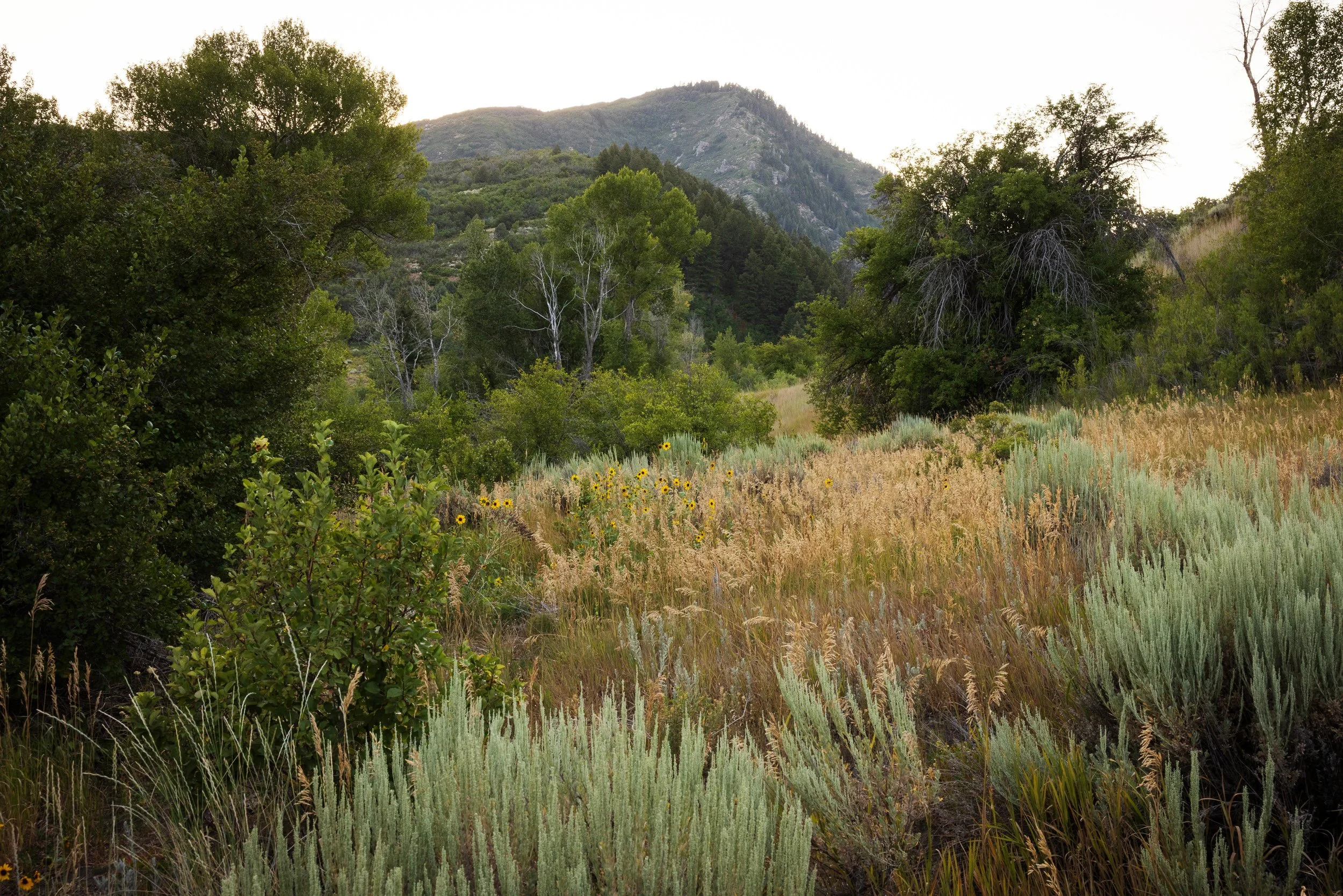 850_snowbasin-resort.jpg