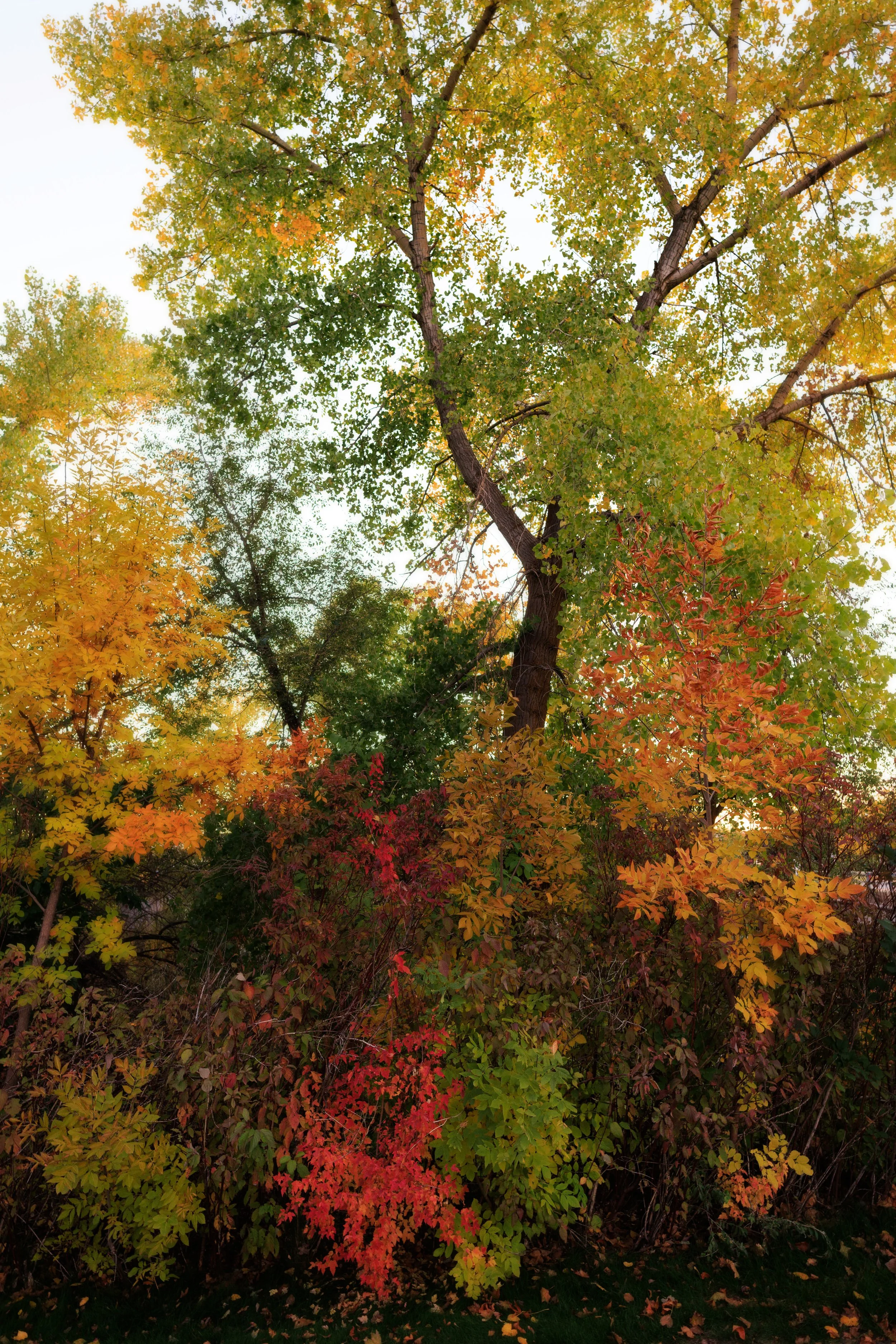 8055_Autumn-Photo-Location-Utah.jpg