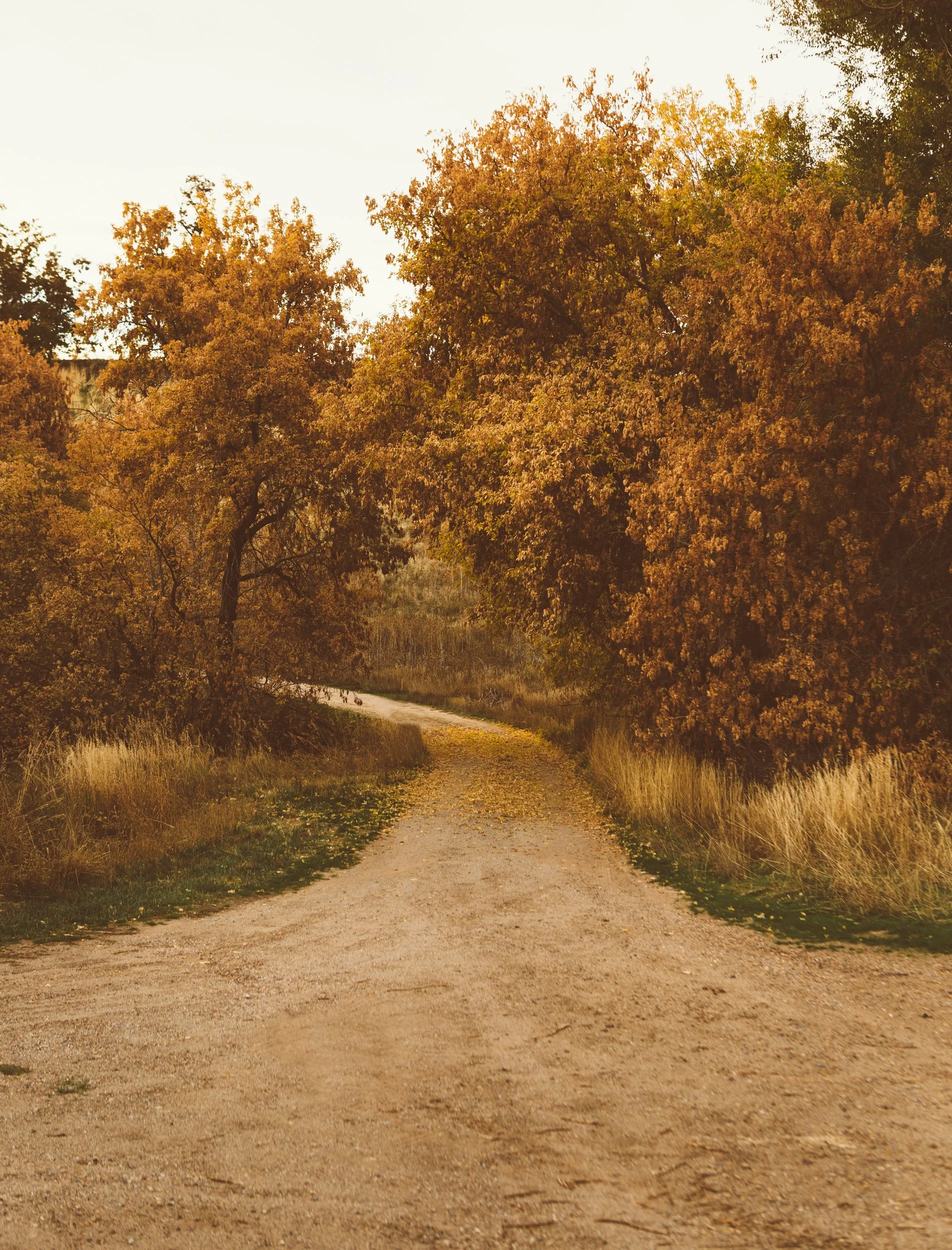 Photography Of Hiking And Walking Trails photography-of-hiking-and-walking-trails