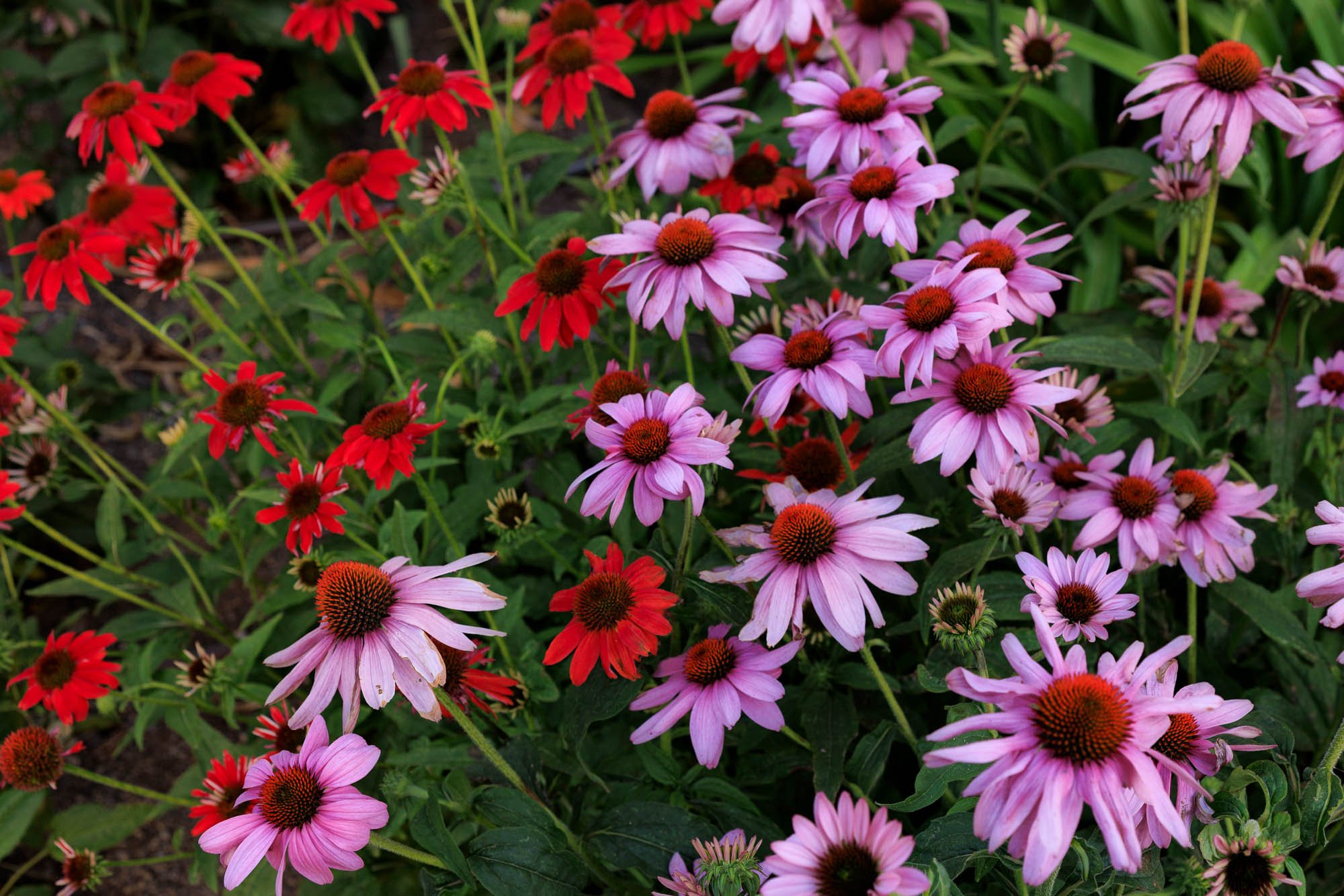 Temple Square Salt Lake City Flowers