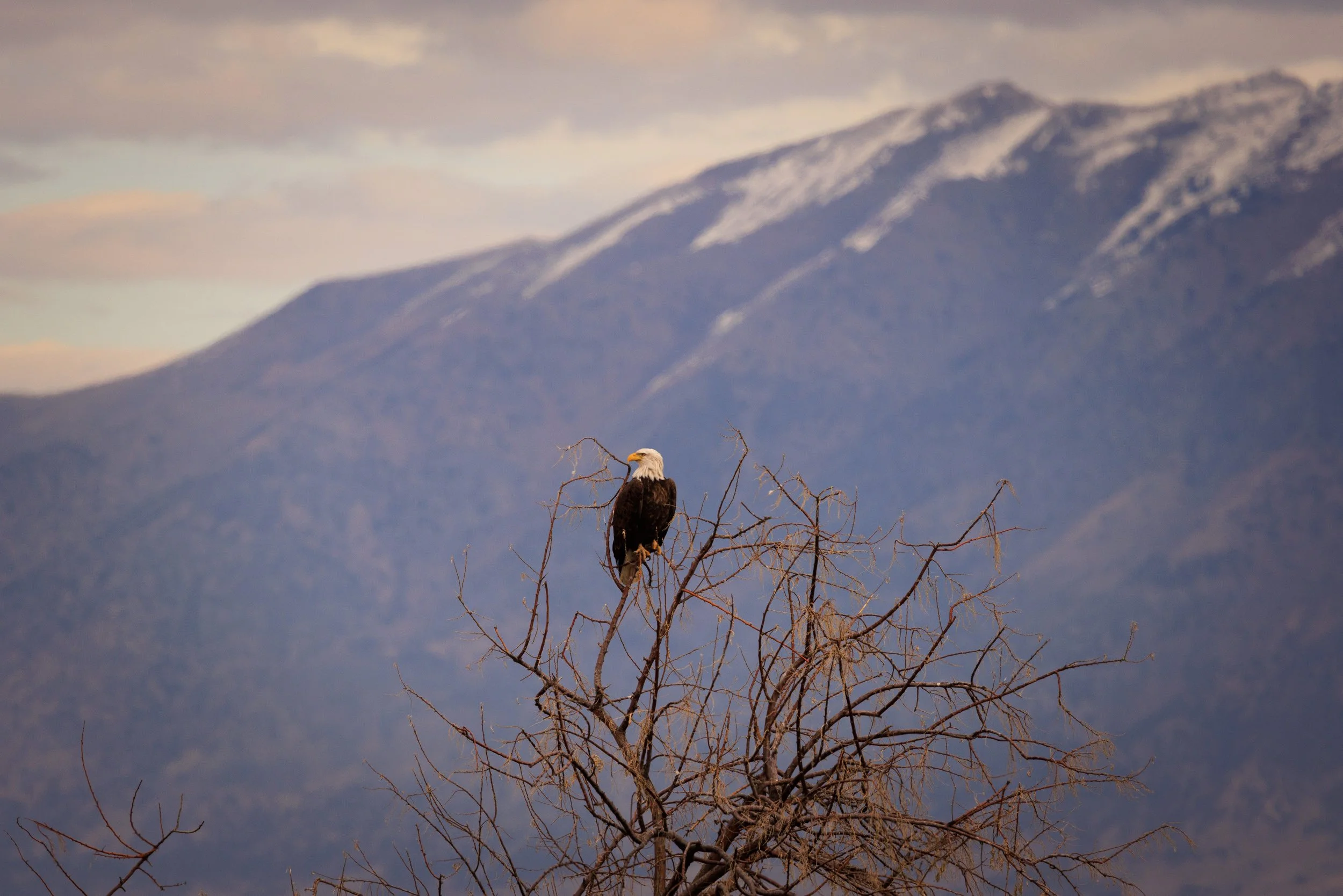 Bear River Bird Refuge Bald Eagle