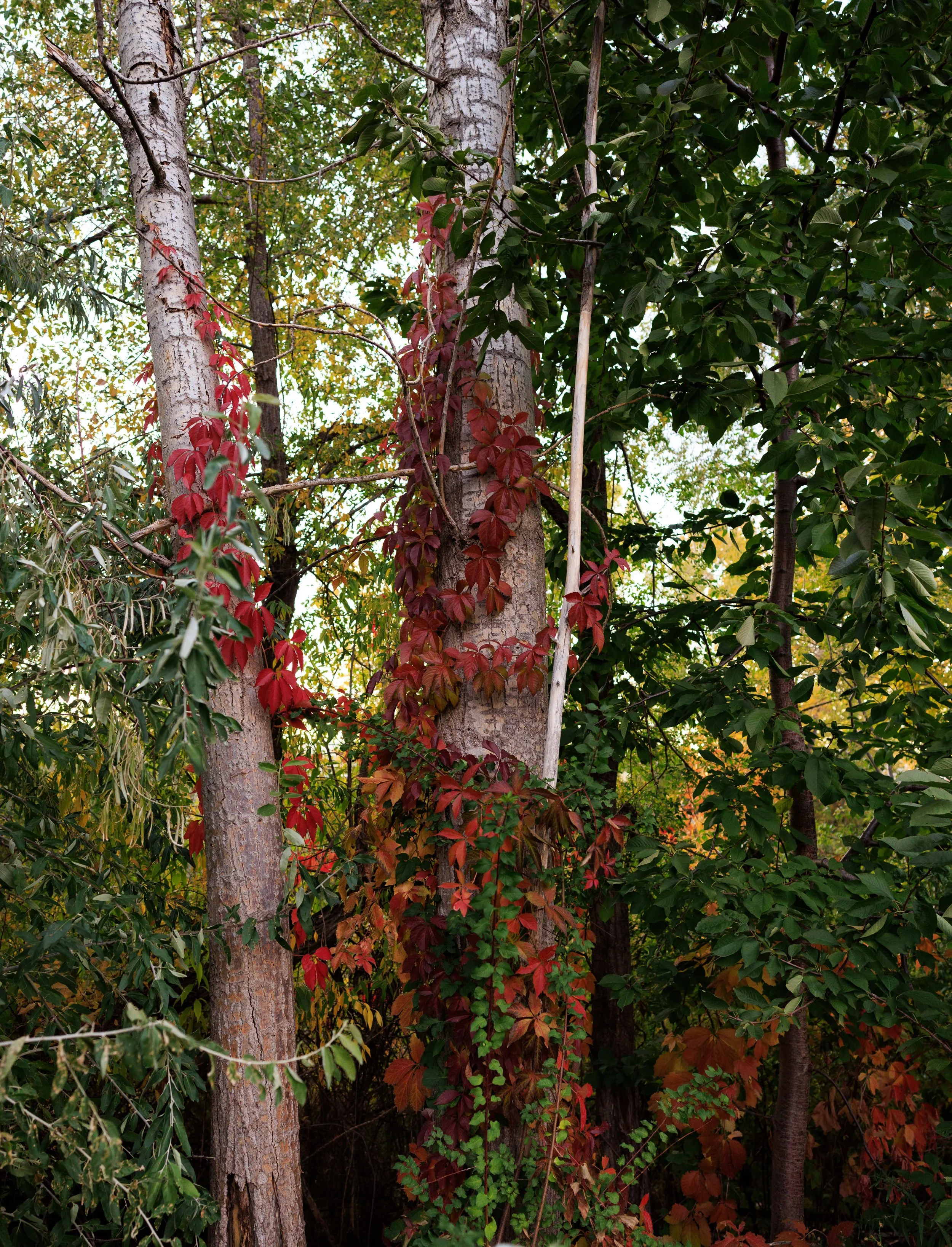 8053_Autumn-Photo-Location-Utah.jpg