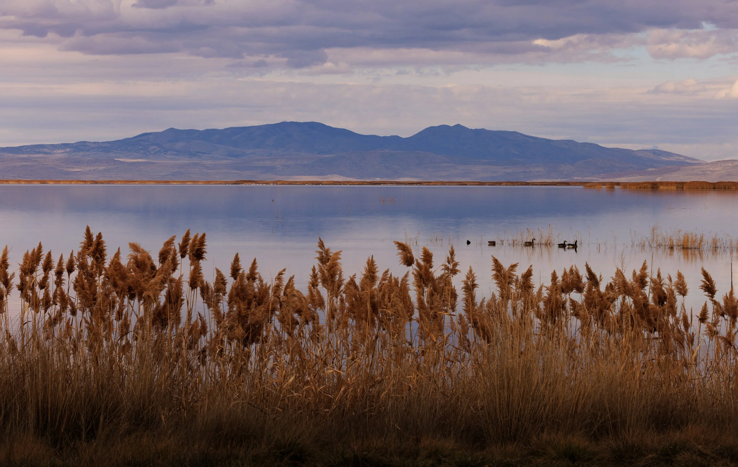 Bear River Bird Refuge Utah