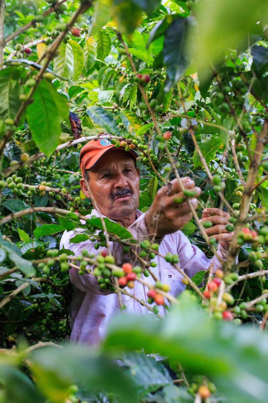 Pedro Nicolás Valencia Garcia harvests a spectrum of color at Finca Portugal, a coffee farm outside of Manizales. 