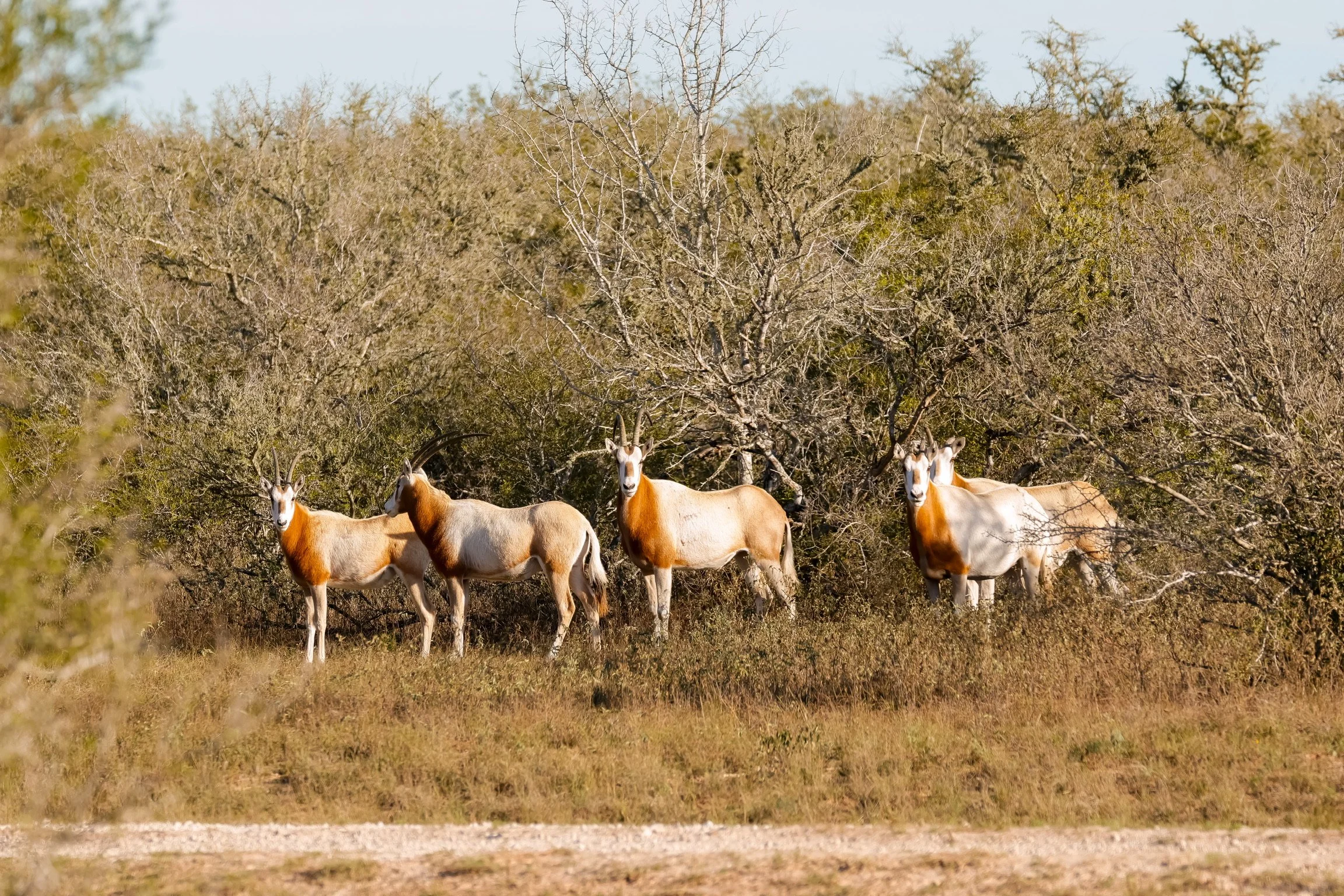 Scimitar oryx south texas trophy hunting exotics palmera ranch