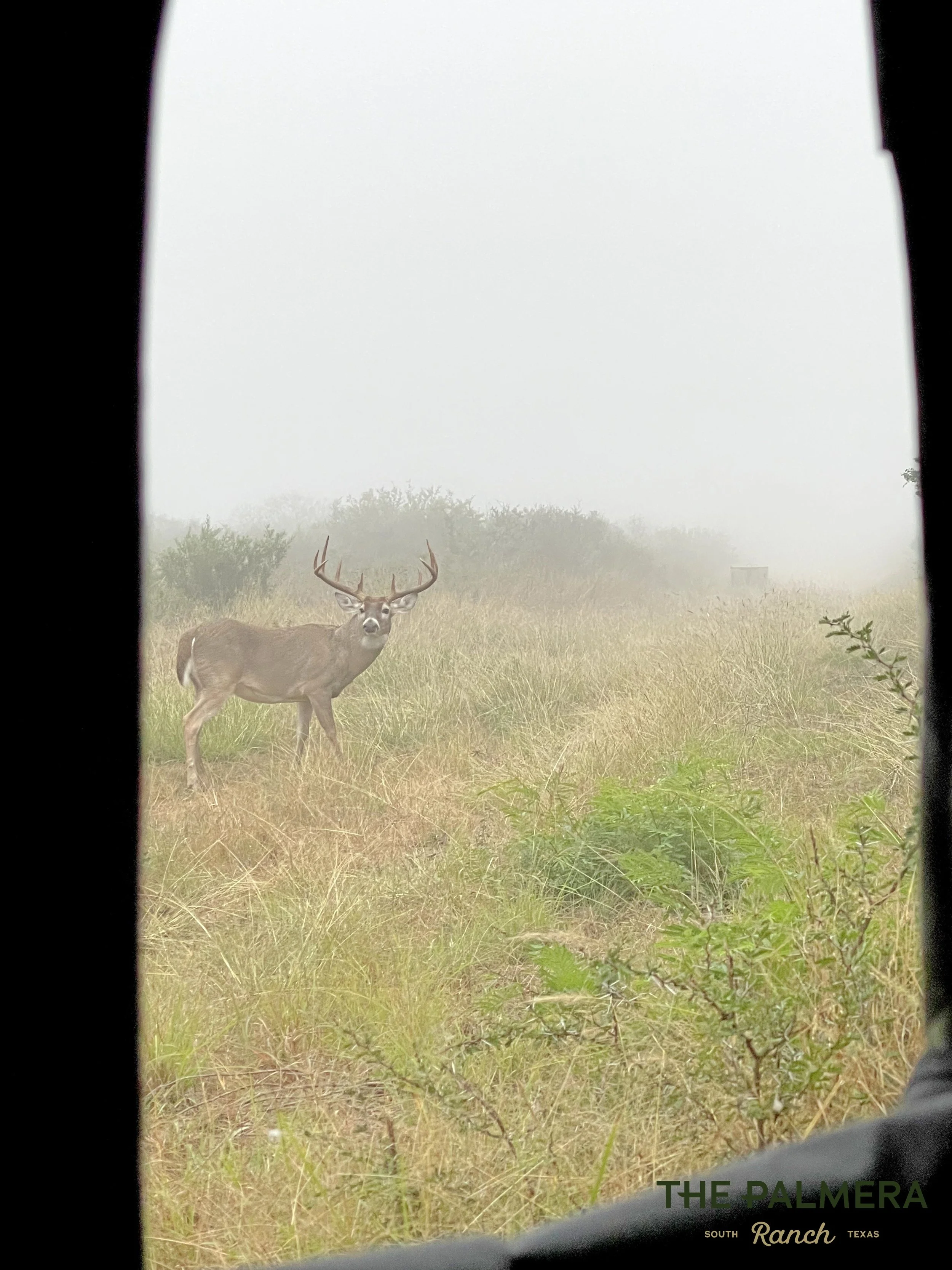 South Texas Whitetail Buck Hunting