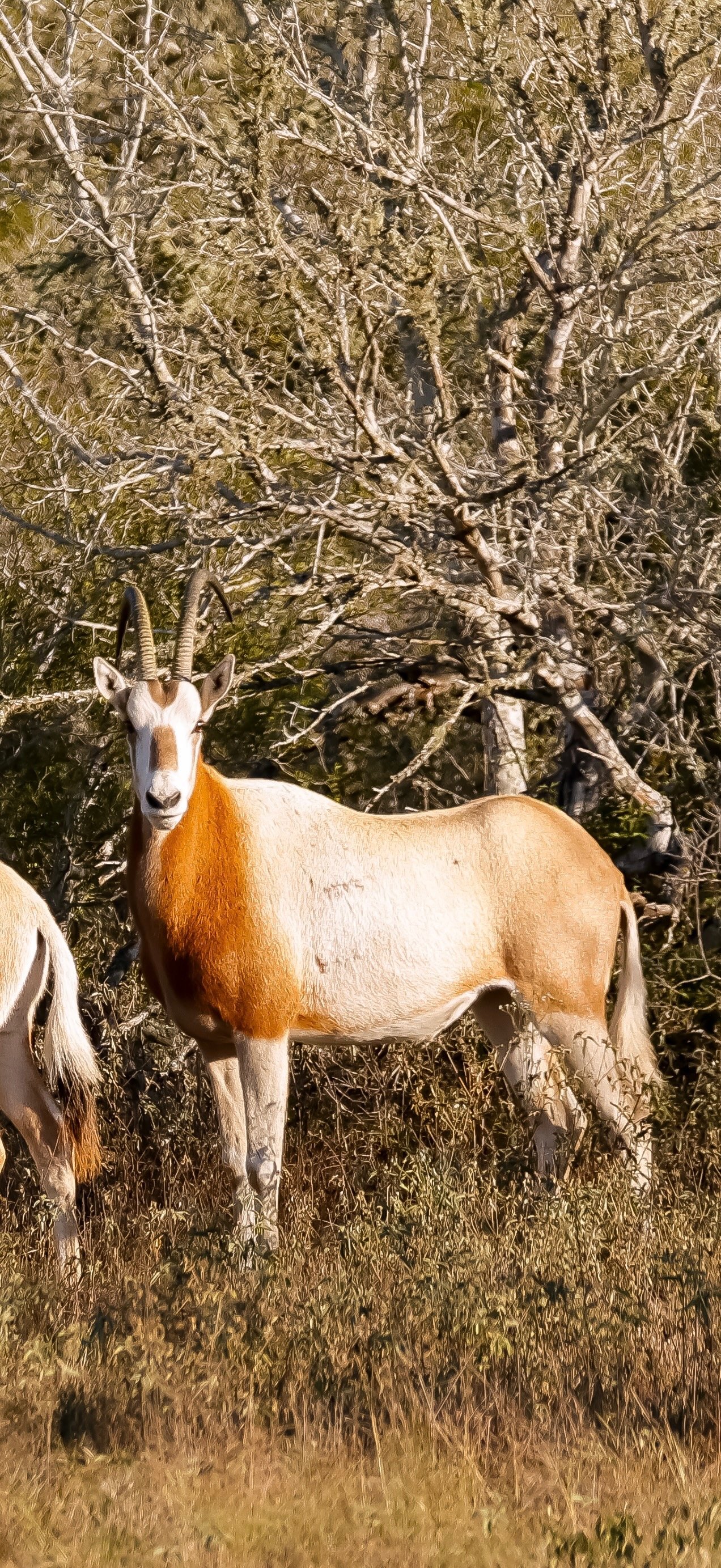 Scimitar Oryx Trophy Hunt South Texas