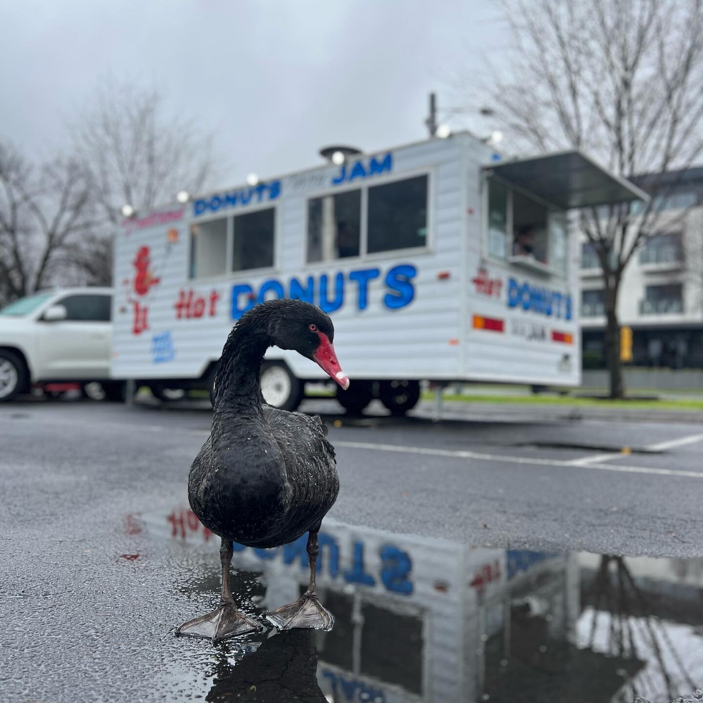 📍Lake Weeroona today&hellip;

8:30am - 5:30pm

📣 Buy 5 donuts &amp; get the 6th FREE! 
📣 Buy 10 donuts &amp; get another 2 FREE!
&hellip;the more donuts you buy, the more you get FREE 🤫

P.s. Curtis the swan has already eaten most of them this mo