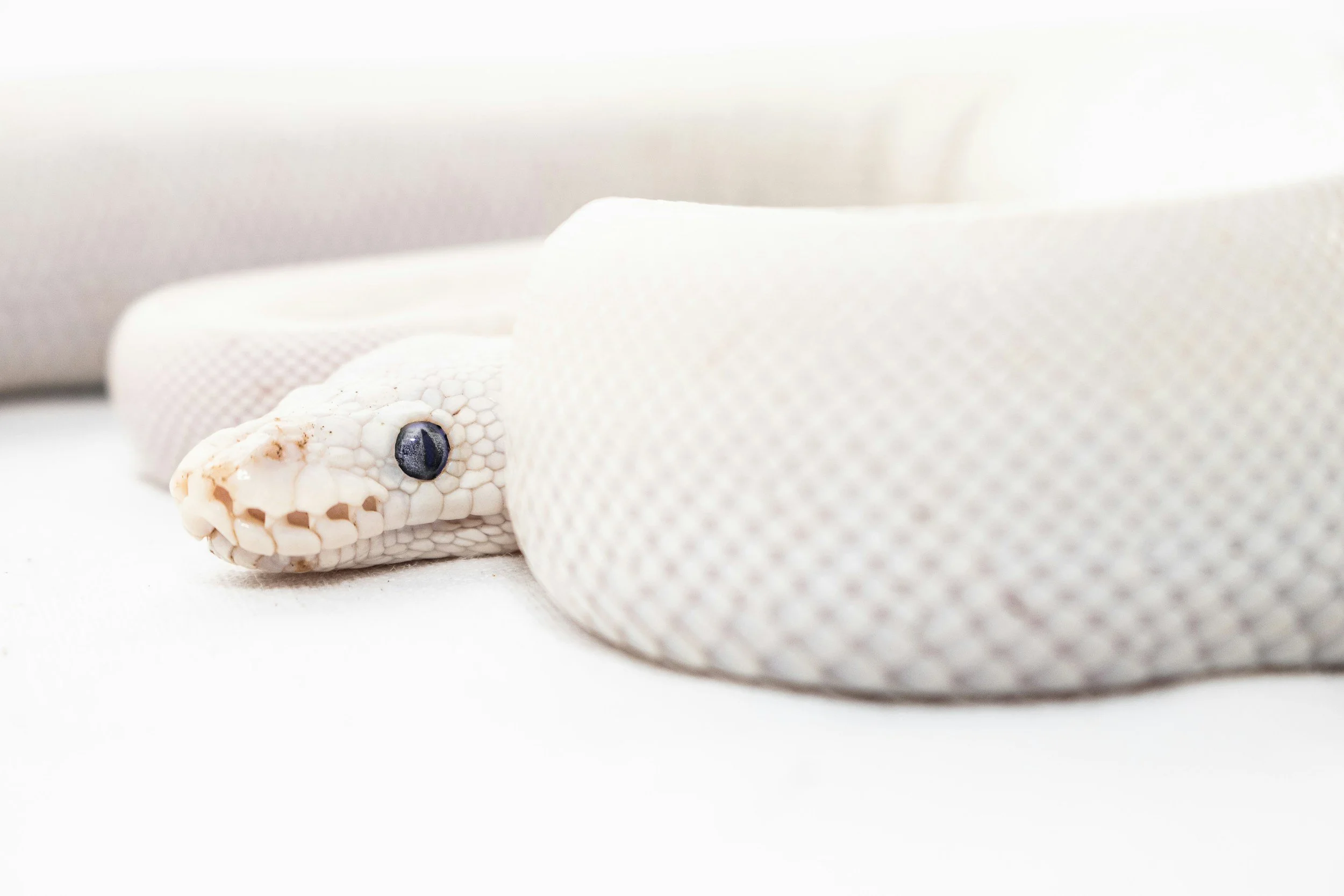 The White Snake and the Ballet at Dawn
