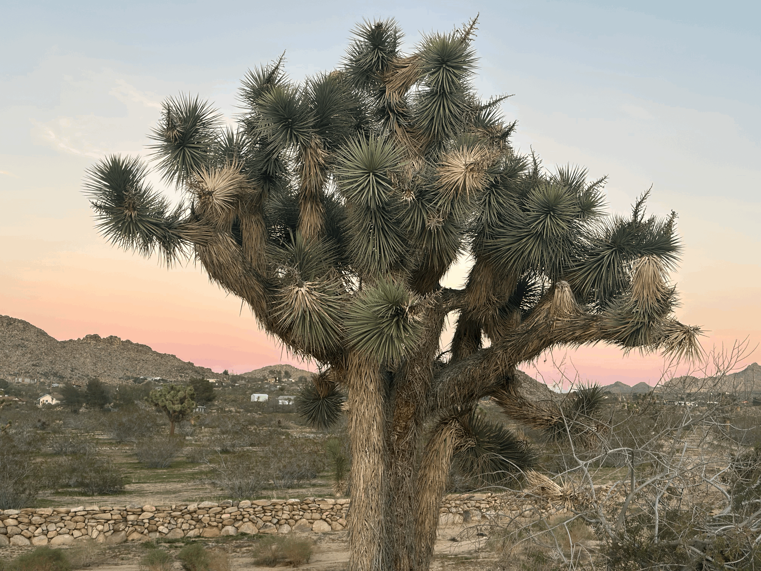 Joshua Tree Guide
