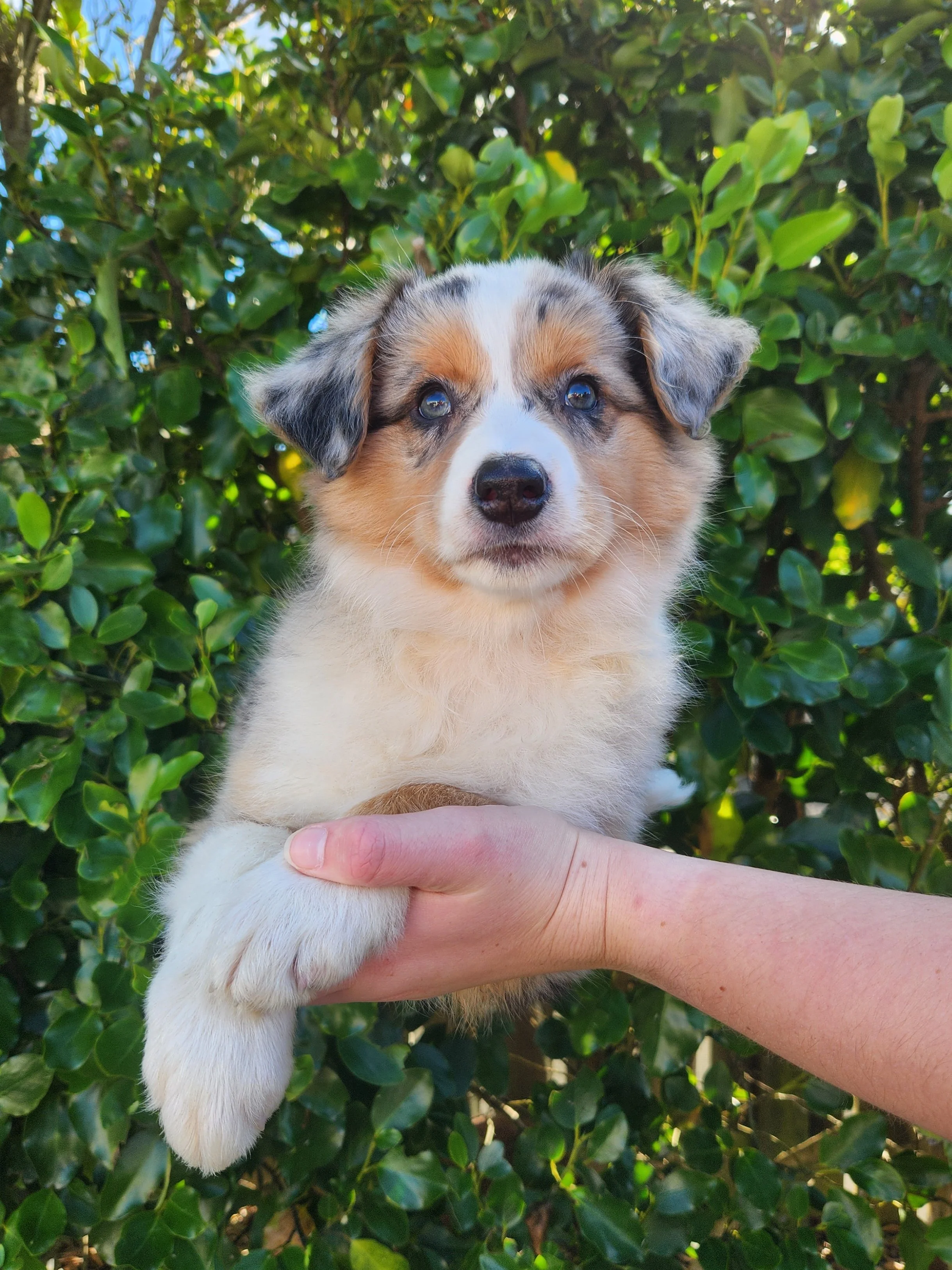 Venus as a puppy - 8 weeks old