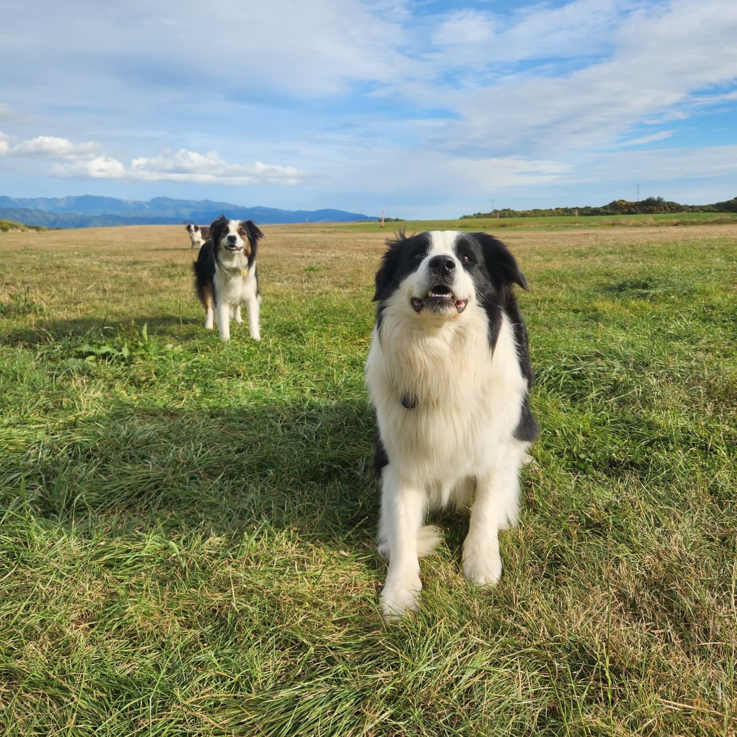 Timmy, Charlie and Coco take on the park 🌲

-
#bordercollie #bordercolliesofnz #bordercolliesofinstagram #dogpark #dogsofwellington #dogsofinstagram #wellington