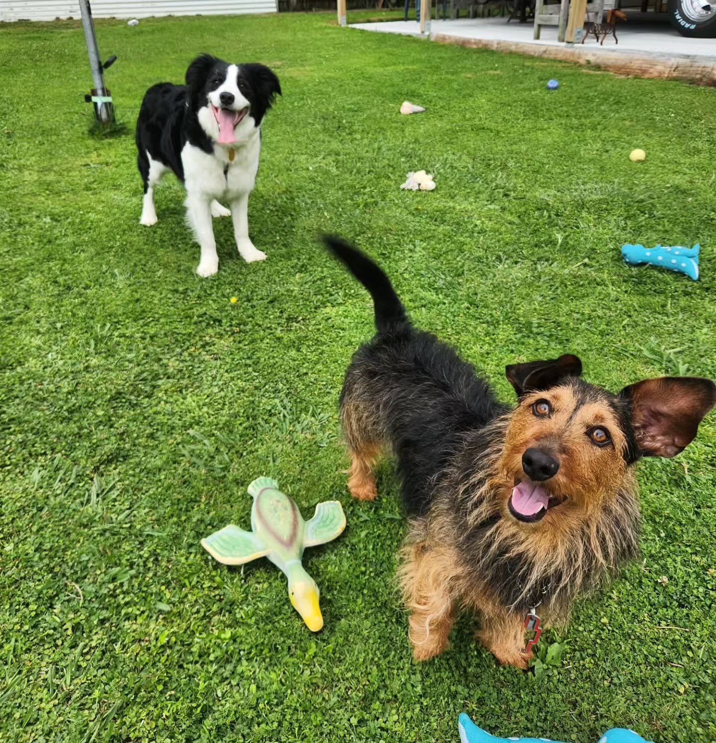 Poppy and her boyfriend Duggie 💕 

-
#bordercollie #dashhound #dogsofwellington #dogsofinstagram #bordercolliesofnz #dashhoundsofinstagram #wellington #dog