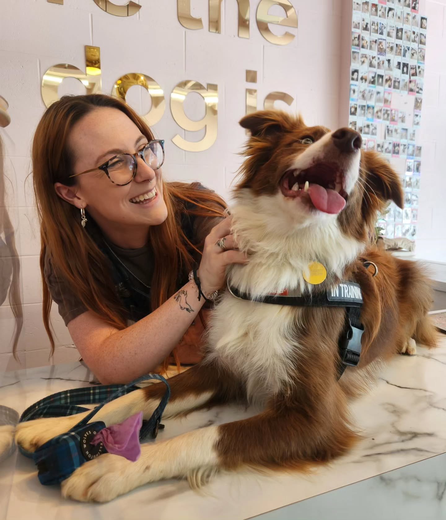 Two pretty girls! 🥰 Joey and Em at @smackbangstore from their last weekend at college street. 

-
#bordercollie #prettygirls #dogsofwellington #dogsofinstagram #bordercolliesofnz #dog #wolvesofwellington #ezydog