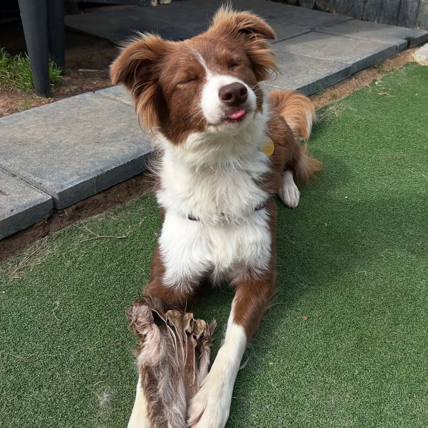 Happiest of birthdays to our little creature Joey! Absolute goof ball 🦘🥰 #boardercolliesofinstagram #collie #birthdaygirl
