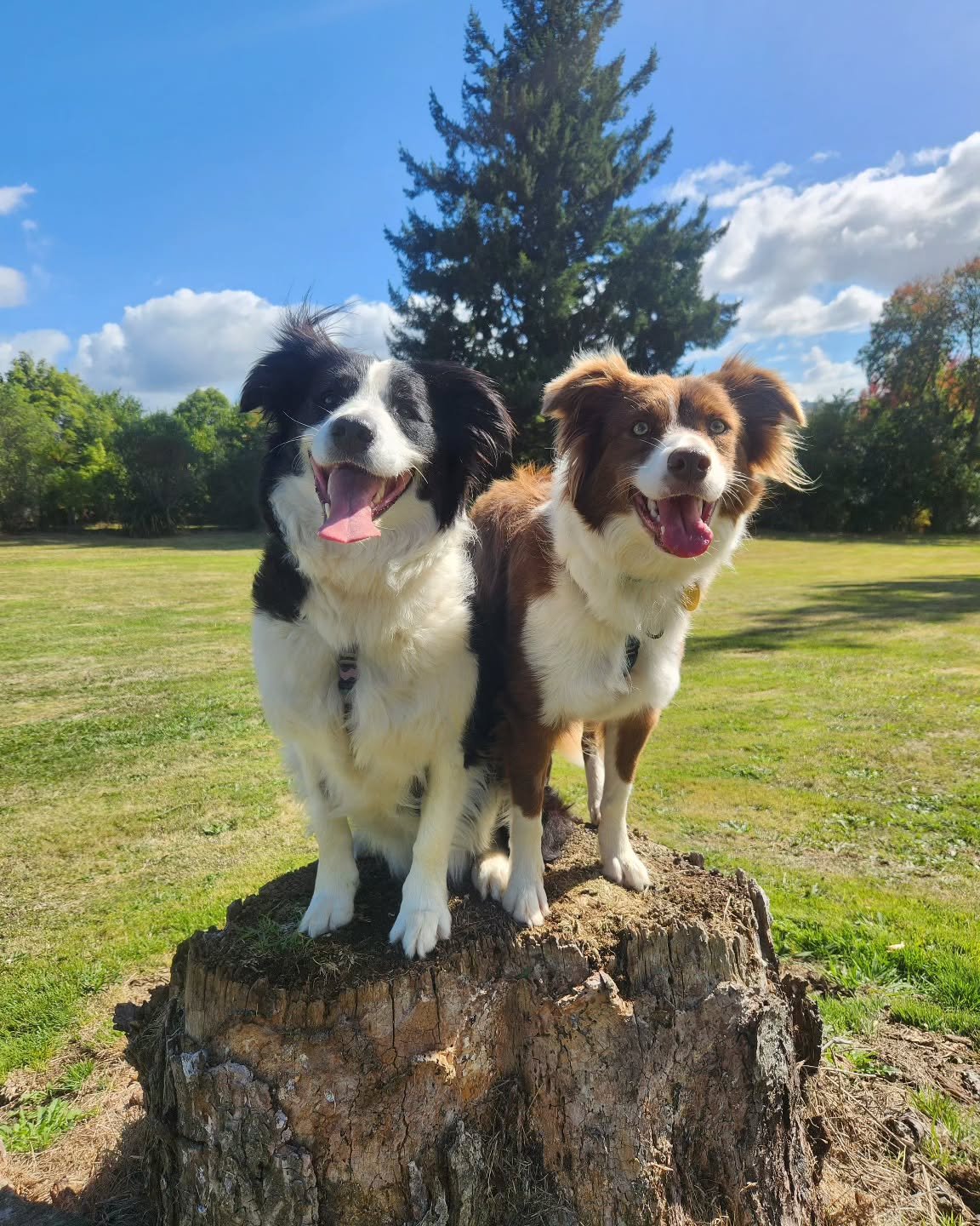 Poppy and Joey on a tree stump, the prettiest girls 💗

Sorry for the lack of posts and puppy content these last few days! We've been busy bees 🐝. P, J and I are enjoying a few days in Rotorua, visiting a friend and some work 👀. Tash is home with t