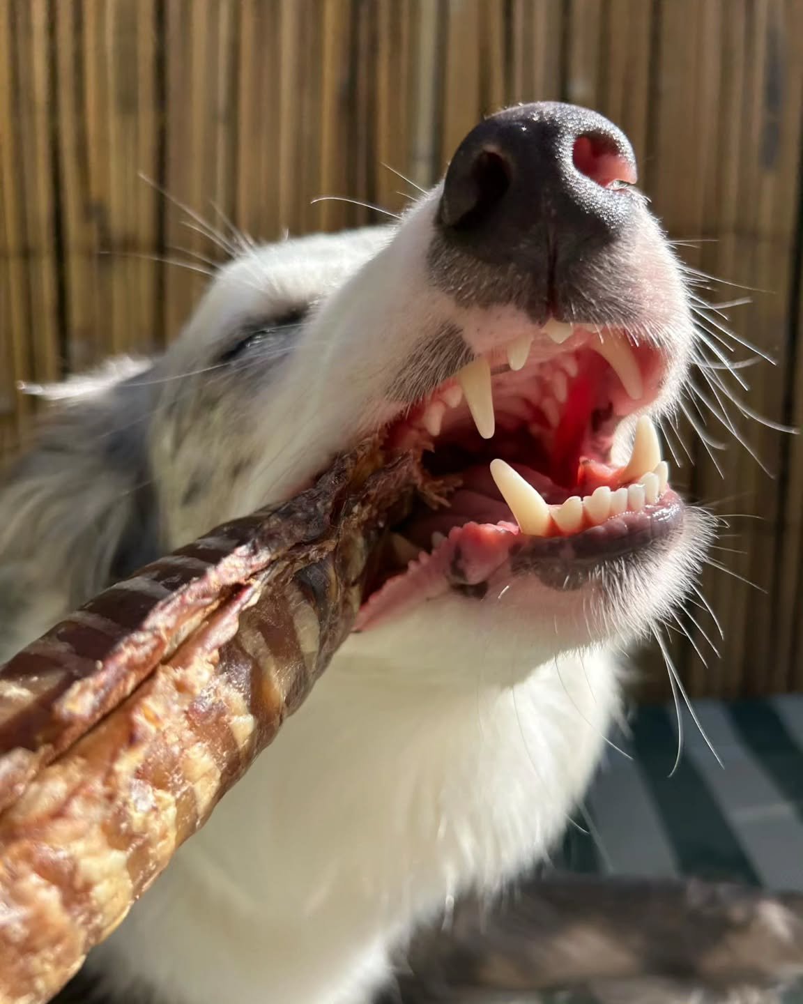 Beau you beautiful girl - even with a beef trachea in her mouth 

-
#rawessentials #rawessentialsnz #rawessentialsstaff #bordercollie #bordercolliesofnz
