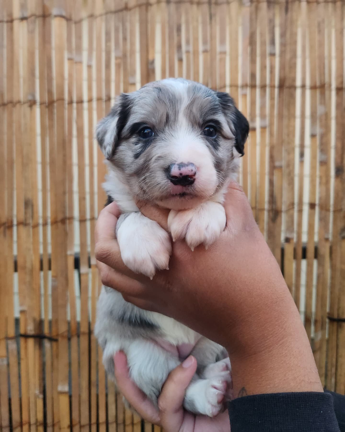 The Solar Litter 💫 - 3 week old photos 

💗 Jupiter 
💗 Mars 
💗 Venus
💙 Mercury 
💙 Neptune 

Beau x Scout's second litter of perfect puppies, 3 girls and 2 boys all beautifully marked. Their little personality are starting to show now and we are 