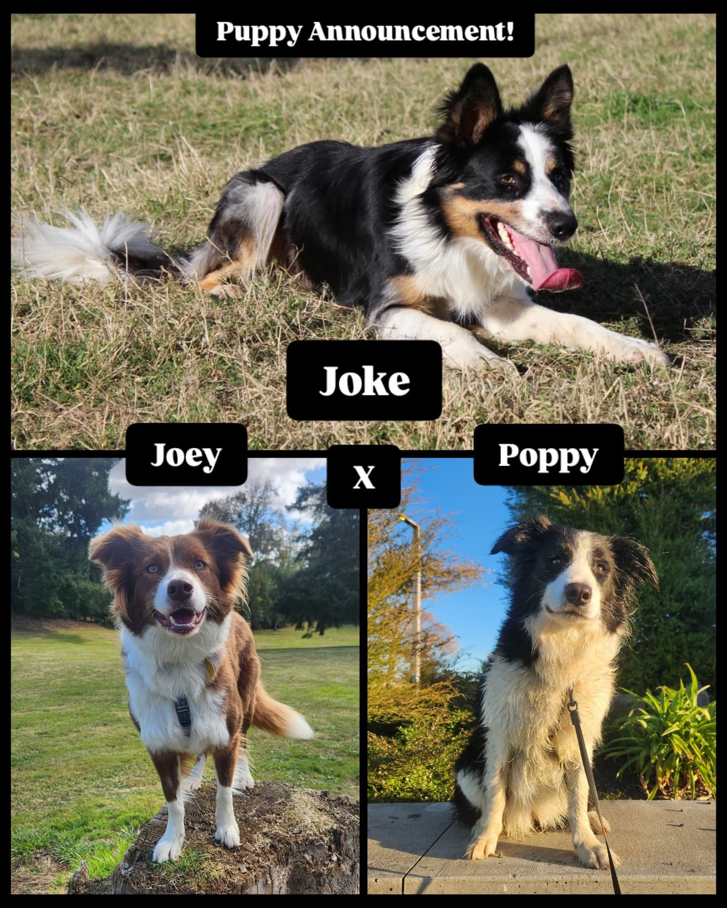 Puppies incoming! 🐶 💕 

Comilo Collies are very excited to announce that we are expecting 2 litters in mid June this year. Joey and Poppy are expecting litters both of which are sired by Cliffhanger Kennels Far Call To Glory &quot;Joke&quot;. 

Jok