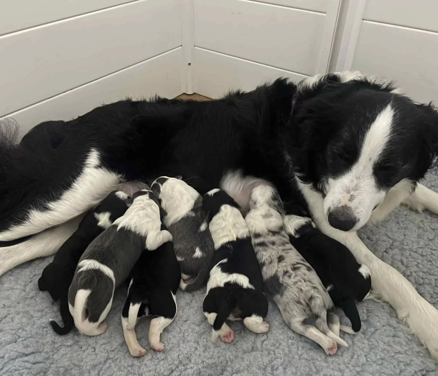 Poppy and her babies - The Hundred Acre Wood litter π»πͺ΅ 
πΆ Born 19/06/2025 we have 4 girls and 3 boys - black tris, black and white, stale merle, blue and white, blue tri. 
These beans will be ready to go from the 21st of August 2025
Contact - d