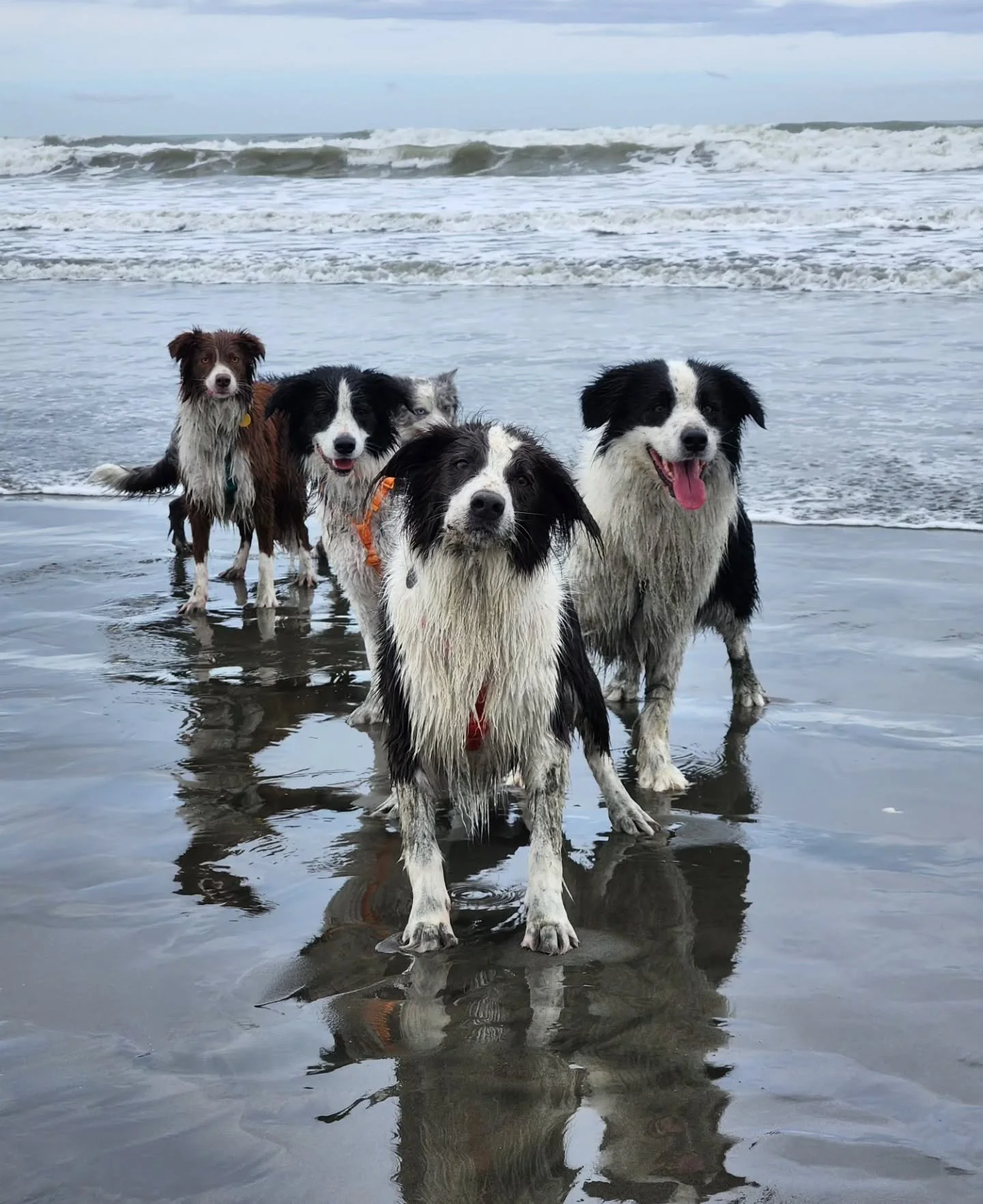 Hello 👋! 

We are back! After a much needed long break (2 months! 🫣) off Instagram, I am so happy to be back. Winter depression, puppy goodbyes, and a busy season of life later we are ready to share. 

Since our last posts/story uploads, we have sa