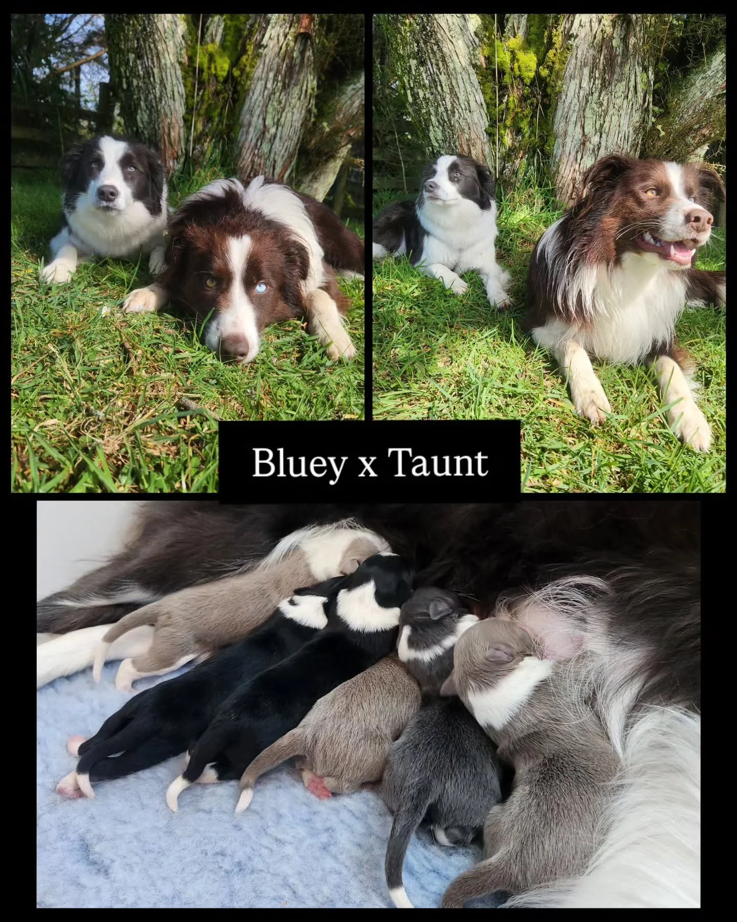 Welcoming to the world, the Bluey x Taunt litter &quot;litter theme to come&quot;. 

On Thursday the 13th of November, Bluey whelped a stunning litter of 6, 5 boys, and 1 girl. 

Meet the parents

Dam 🩷 Bluey Baloo is a beautiful blue and white girl