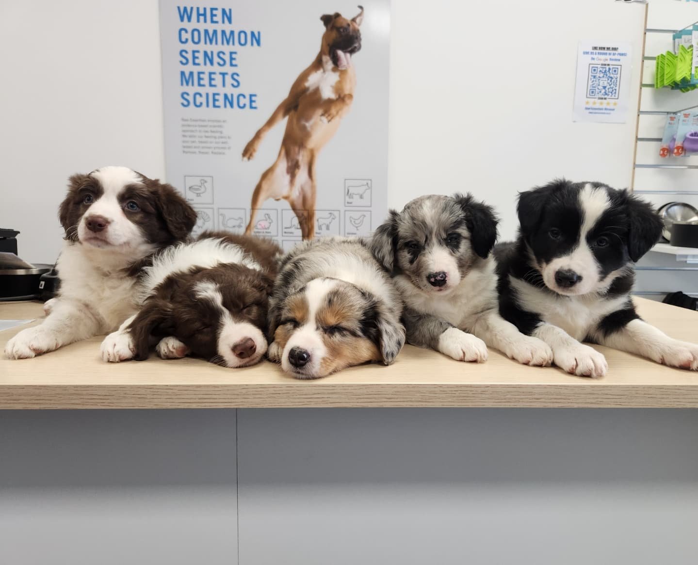 This is 6 weeks old! ❤️ 💫 

First pic left to right: Mars, Neptune, Venus, Jupiter and Mercury. 
 
Full of beans, eggar to learn and getting so quick on their feet, the solar litter are 6 weeks old today. Proud is an understatement. We had our first