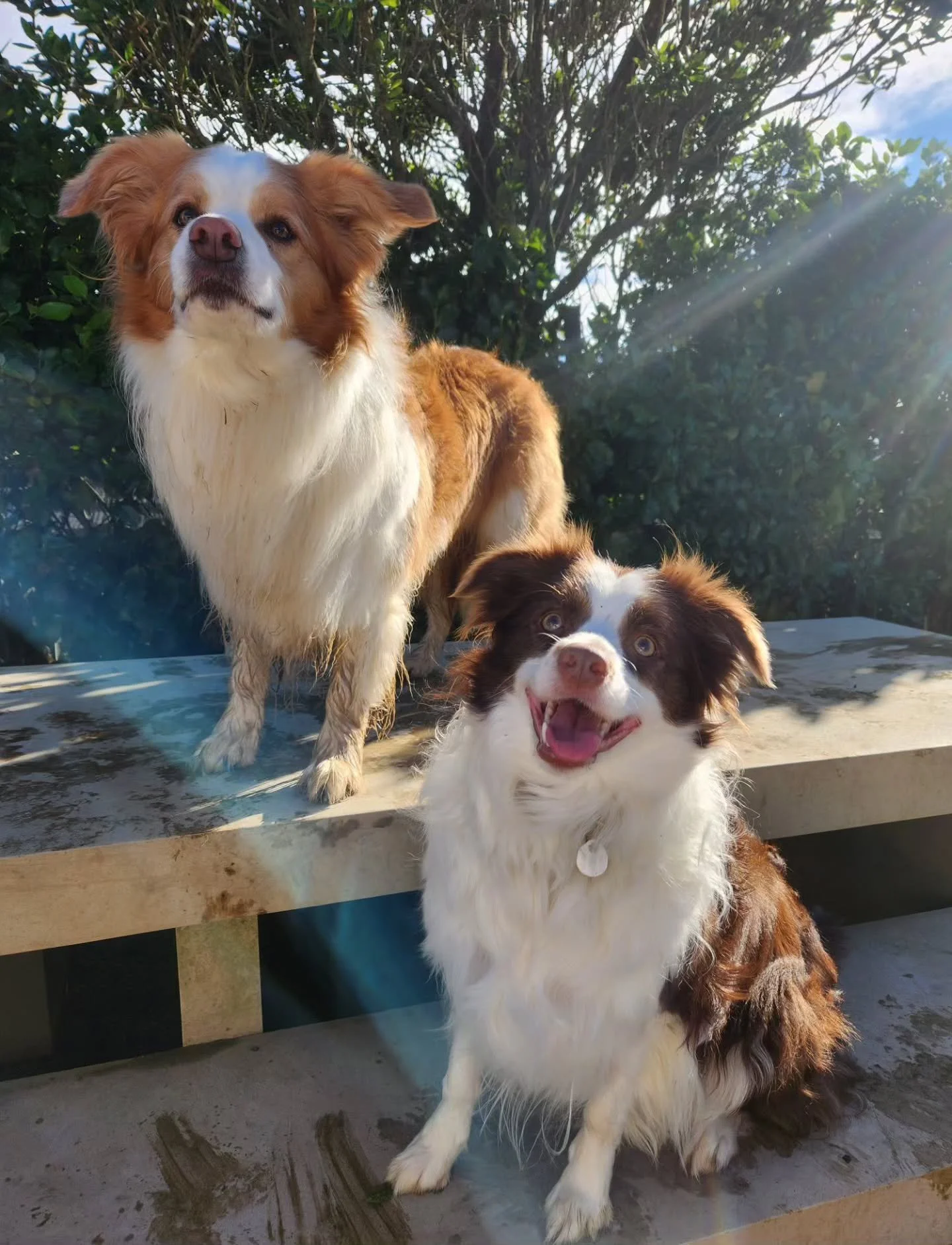 Scout and Daisy, father and daughter 💕 

-
#bordercollie #bordercolliesofnz #fatherdaughter #chocolatebordercollie #dogsofnz #dogsofwellington #dogsnz #redbordercollie
