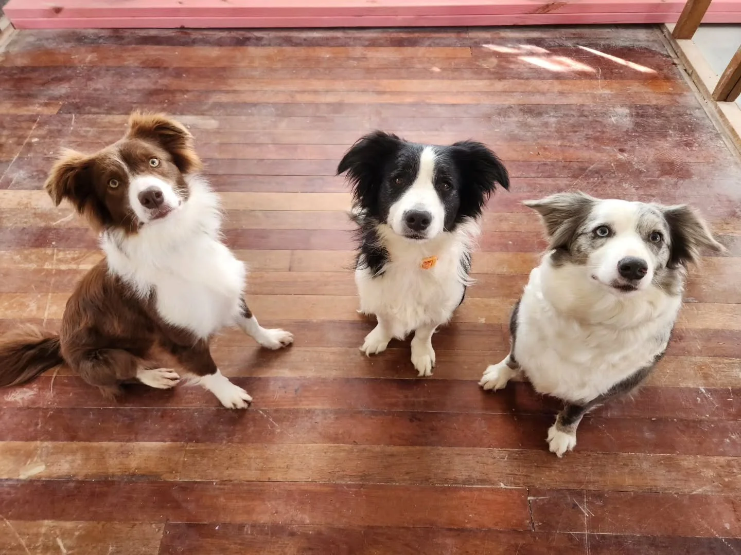 Our home 🏡 ❤️ 

We settled on our first home on the 1st of October after about 6 months of searching and 12 months of planning.

With dogs, puppies, and working from home, it was impossible for us to find a suitable rental property in Wellington, es