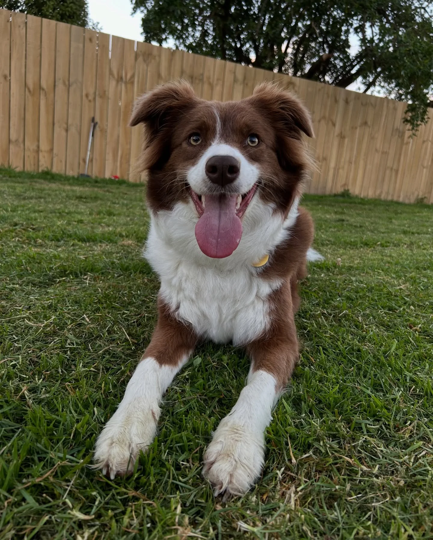 Joey enjoying the massive new yard and new fence (no more escaping to the neighbours!) 🥰 

-
#bordercollie #wellington #dogsofnz #comilocollies #dog