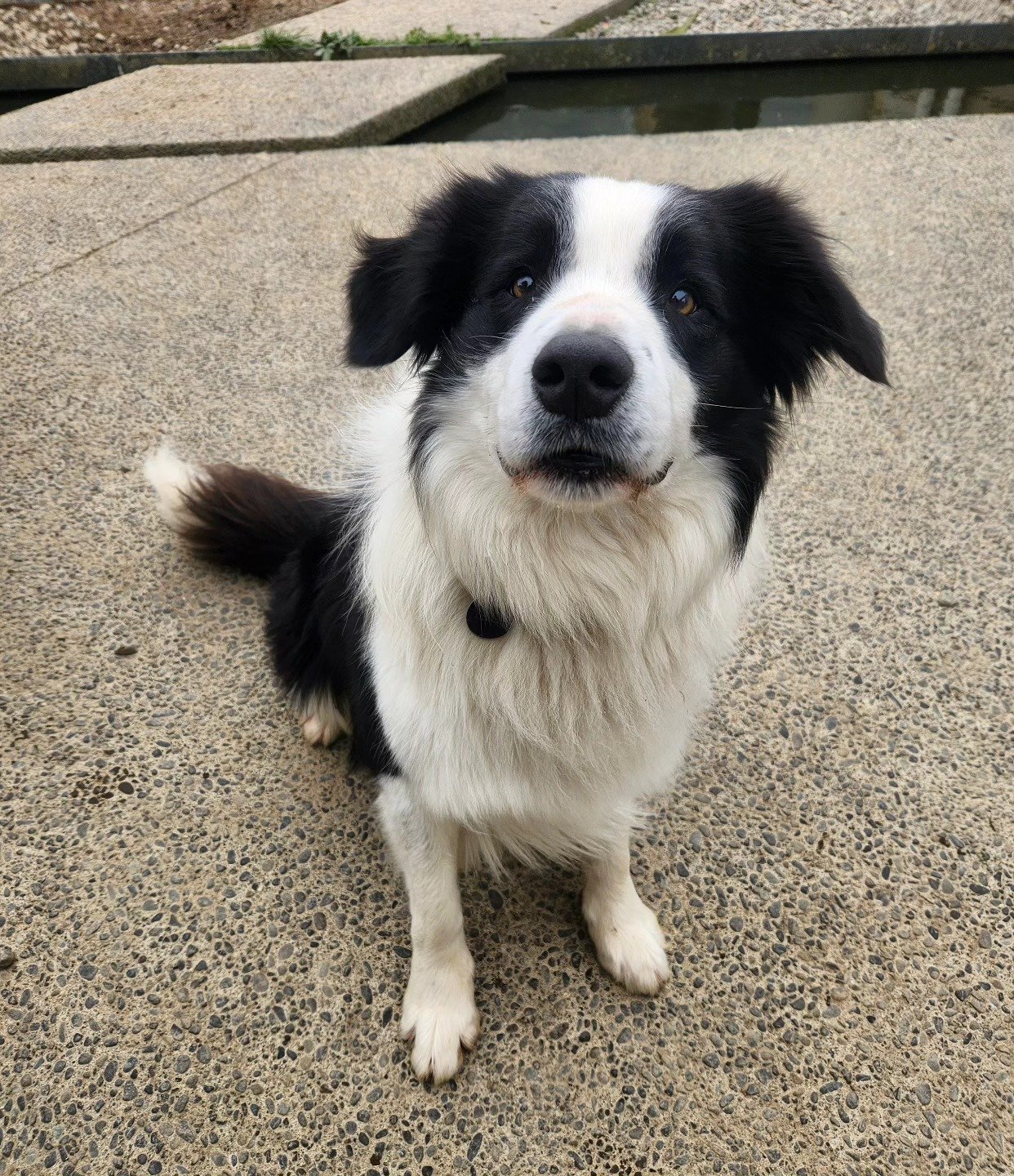 Teddy so handsome 🧸 patiently waiting for a treato 

-
#bordercollie #blackandwhite #bordercolliesofnz #dog #dogsofinstagram
