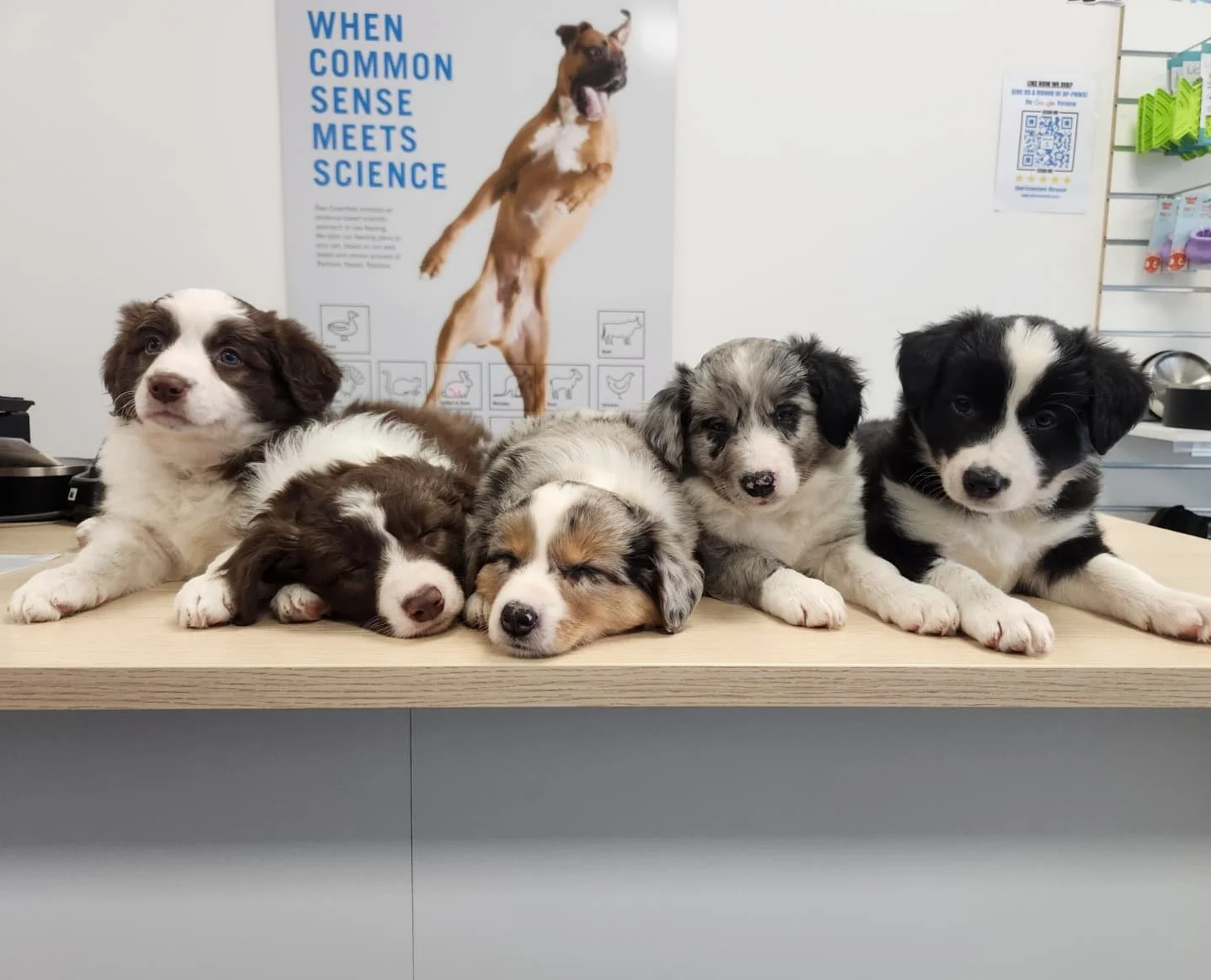 This is 6 weeks old! ❤️ 💫 

First pic left to right: Mars, Neptune, Venus, Jupiter and Mercury. 
 
Full of beans, eggar to learn and getting so quick on their feet, the solar litter are 6 weeks old today. Proud is an understatement. We had our first