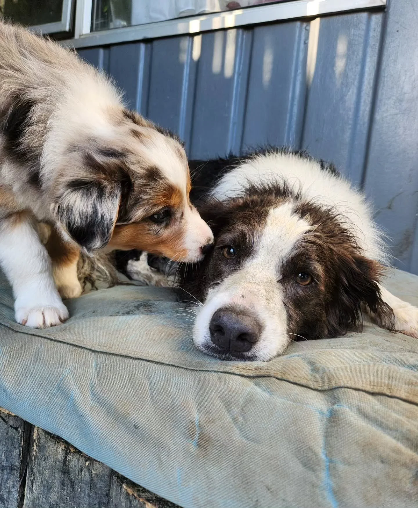Nana Coco and Venus 🥺❤️ 

- 
#puppy #nana #bordercollie #cute #newzealand #dog #dogsofinstagram #dogsofnz #bordercolliepuppy #bordercollies