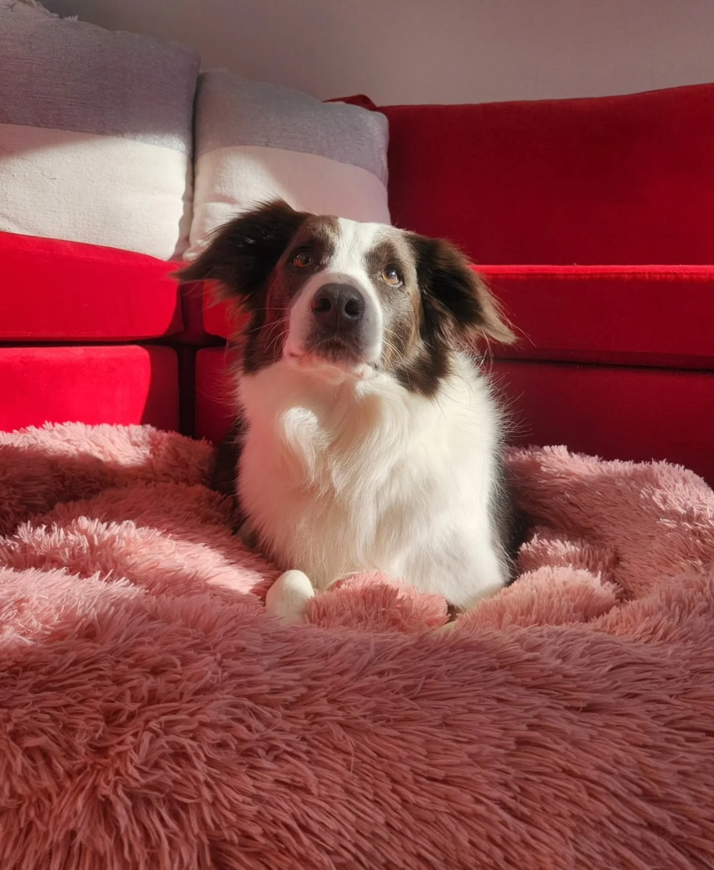 My heart dog ❤️ The beauitful girl who started it all. 

Thought this photo deserved a spot on the grid 💗 

-
#bordercollie #heartdog #bordercolliesofnz #dog #puppydogeyes #dogsofnz #dogsofwellington
