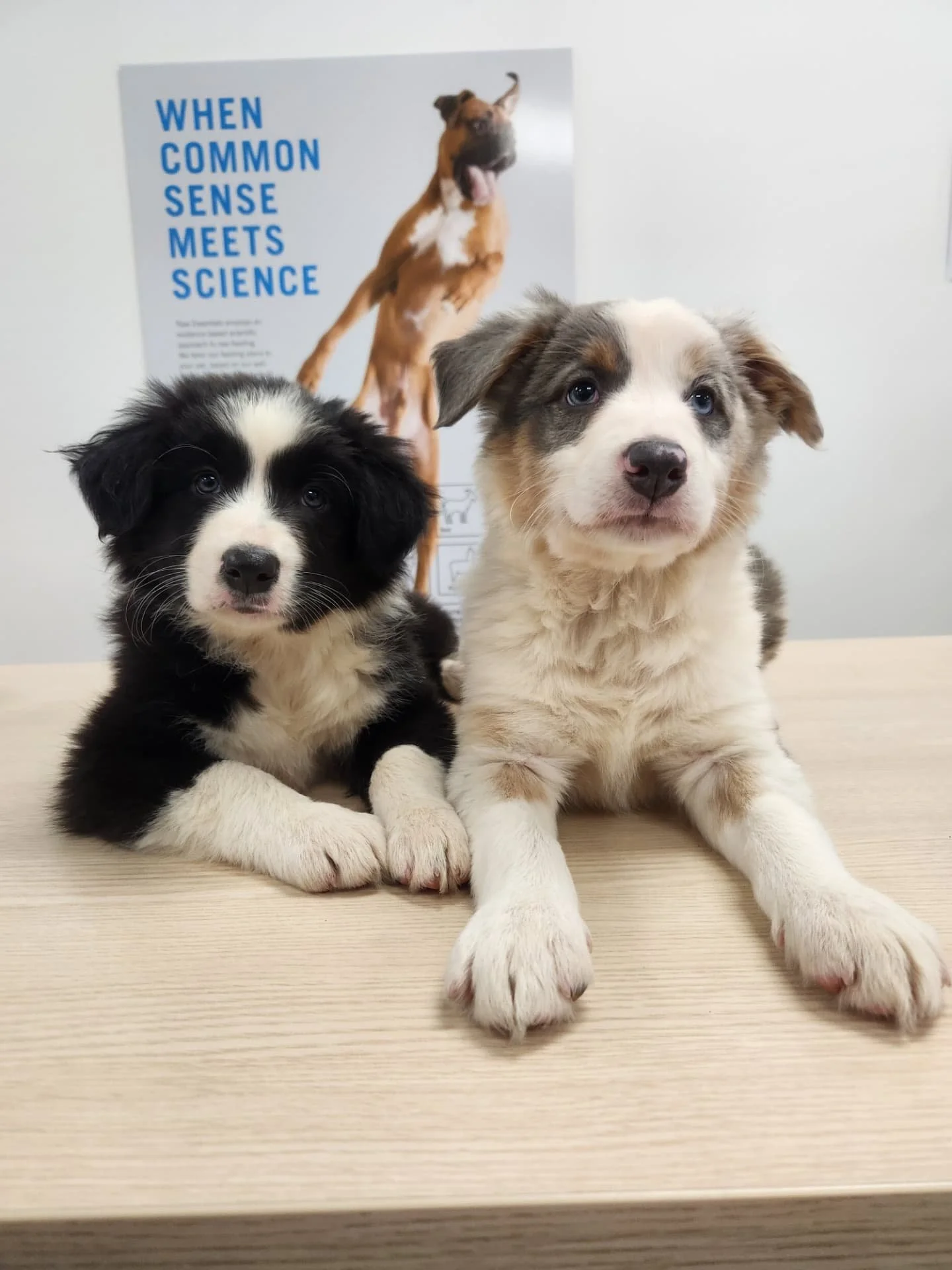 Phineas and Ferb 💙 
We took these 2 cutie-patooties out to @rawessentials Mirimar! Both boys thoroughly enjoyed the yummy treats, getting plentiful cuddles, and sniffing the dried treats wall! 
Scroll through for some cute photos of both boys - such