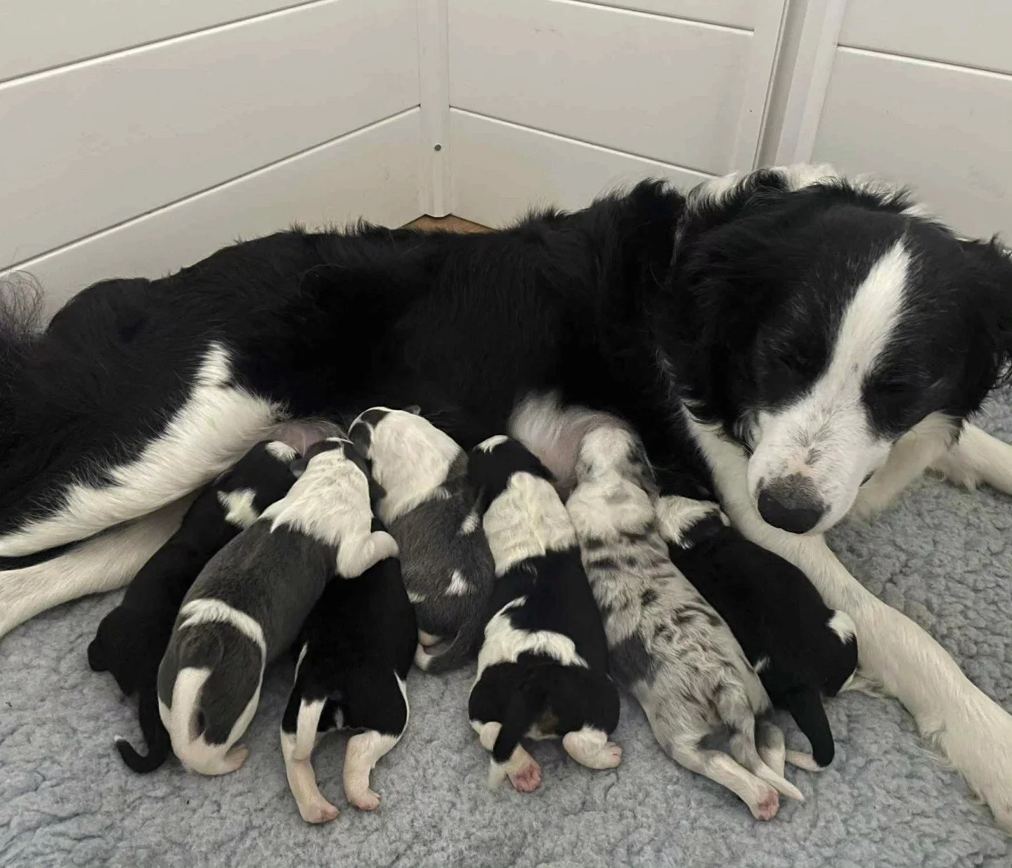 Poppy and her babies - The Hundred Acre Wood litter 🐻🪵 

🐶 Born 19/06/2025 we have 4 girls and 3 boys - black tris, black and white, stale merle, blue and white, blue tri. 

These beans will be ready to go from the 21st of August 2025

Contact - d