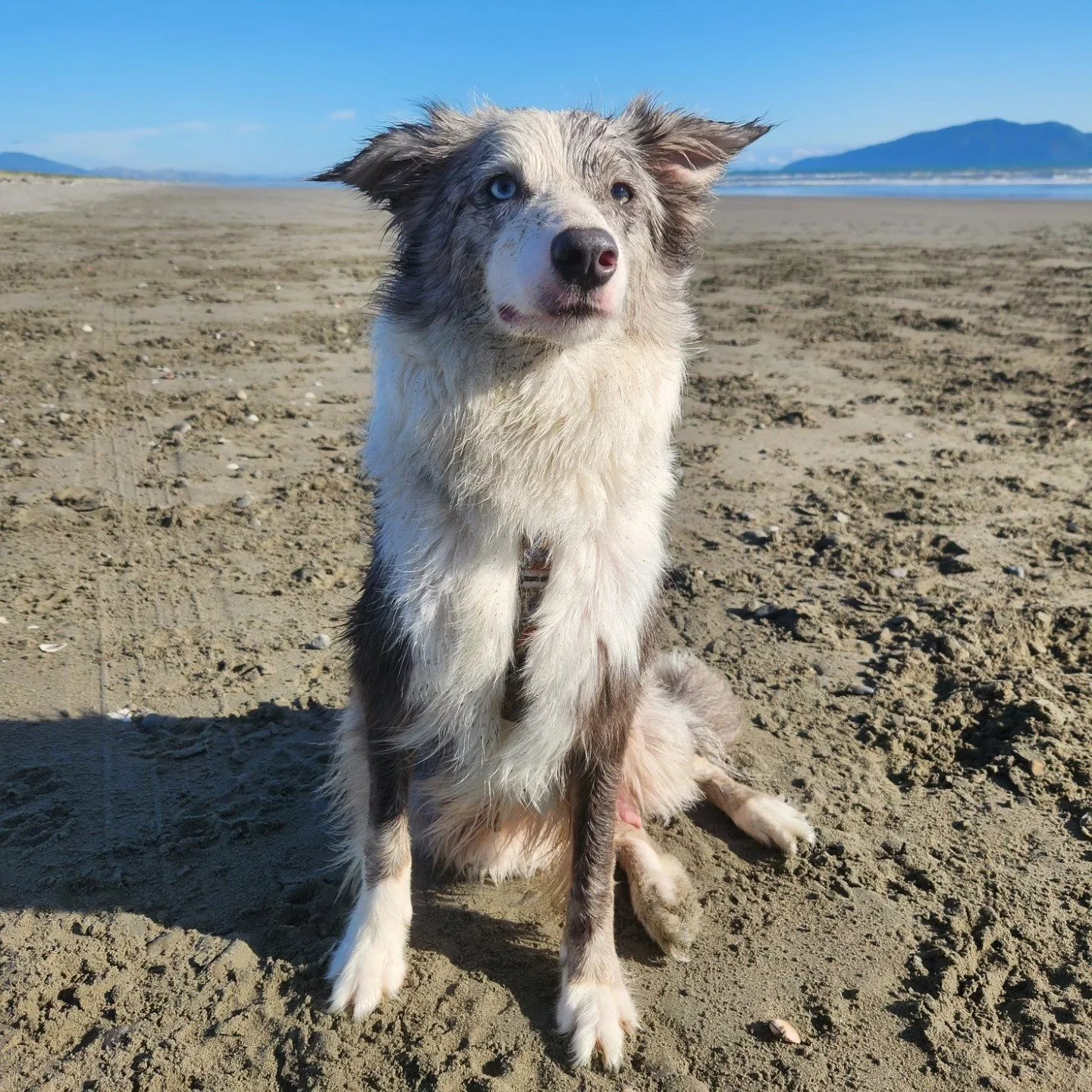 Beau 💗 

-
#bordercollie #beach #prettygirl #dog #dogsofnz #dogsofwellington #dogsofinstagram