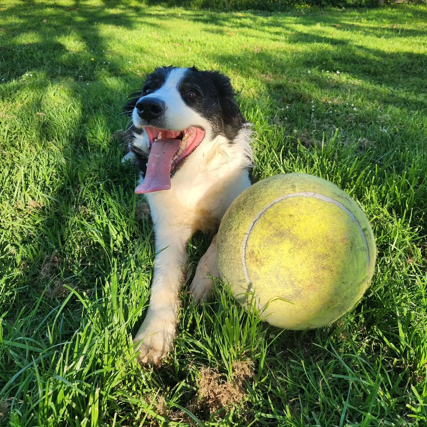 After a good ball herding session with my no.1 crack-dog 🤪 🐶

-
#bordercollie #bordercolliesofnewzealand #dog #dogsofnz #puppy #crazy #ball #herding