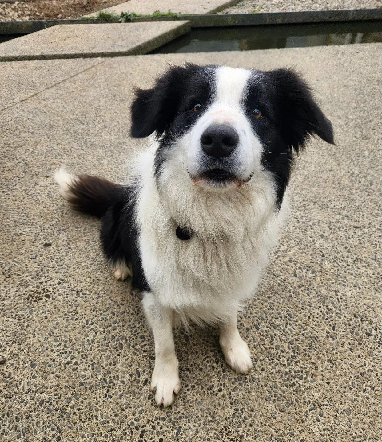 Teddy so handsome 🧸 patiently waiting for a treato 

-
#bordercollie #blackandwhite #bordercolliesofnz #dog #dogsofinstagram