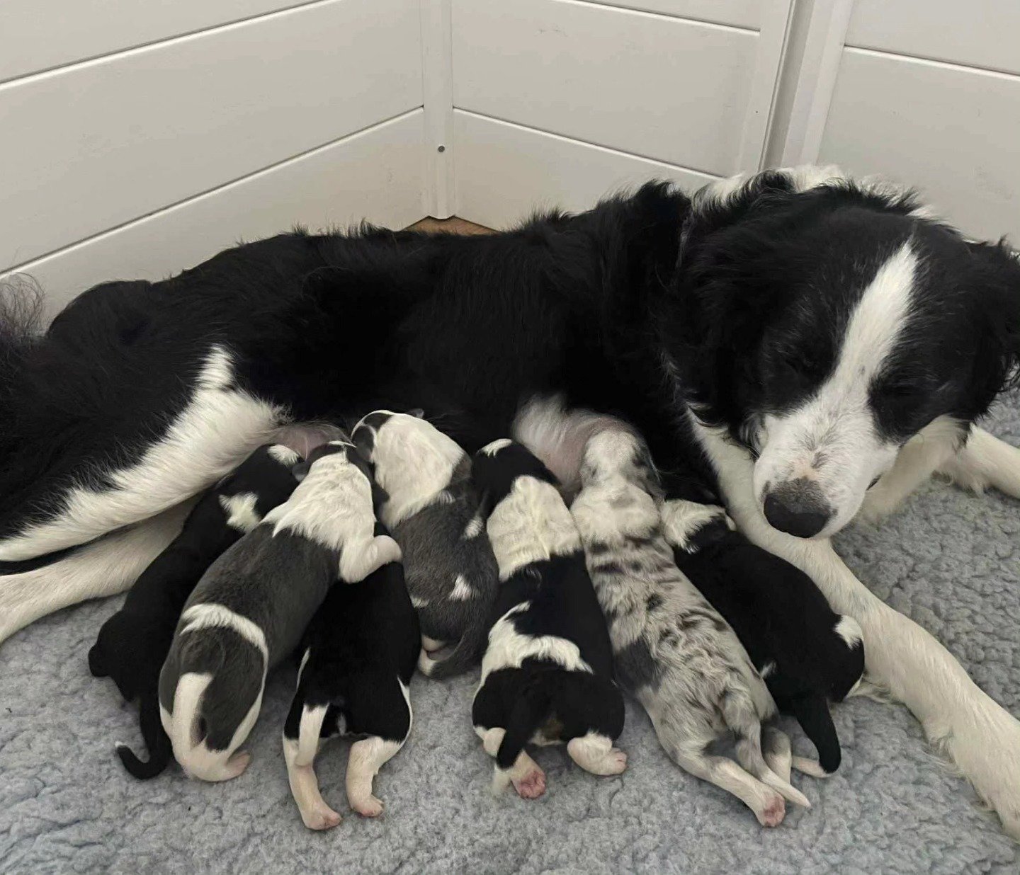 Poppy and her babies - The Hundred Acre Wood litter 🐻🪵 

🐶 Born 19/06/2025 we have 4 girls and 3 boys - black tris, black and white, stale merle, blue and white, blue tri. 

These beans will be ready to go from the 21st of August 2025

Contact - d