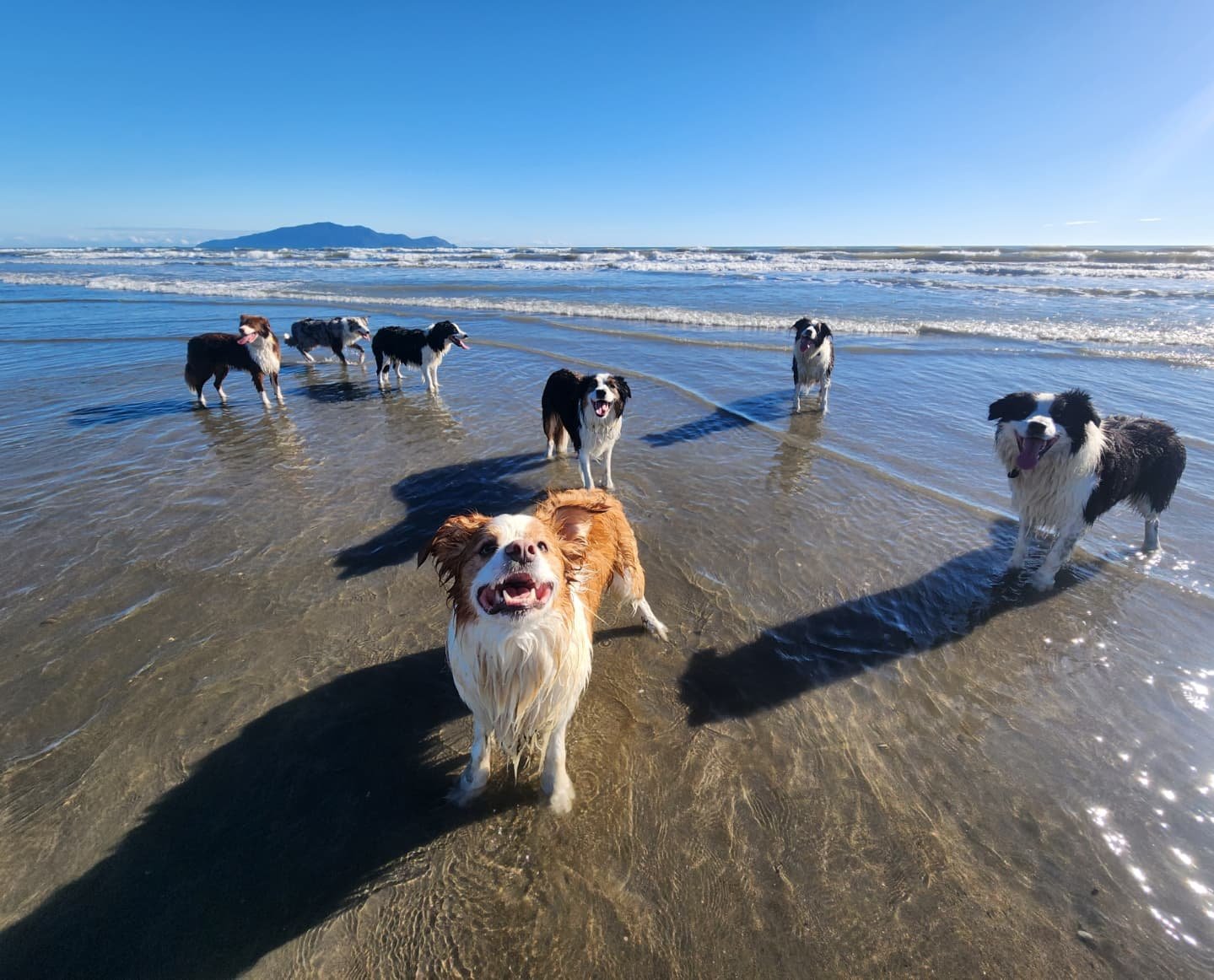 Our 100th post! 📸 
We were so lucky to have such beautiful weather up the coast on Thursday! Got some cute group pics, only missing Milo who stayed home with Jess's mum. Absolutely love these goons ❤️

-
#100 #bordercollie #Beach #dogbeach #borderco