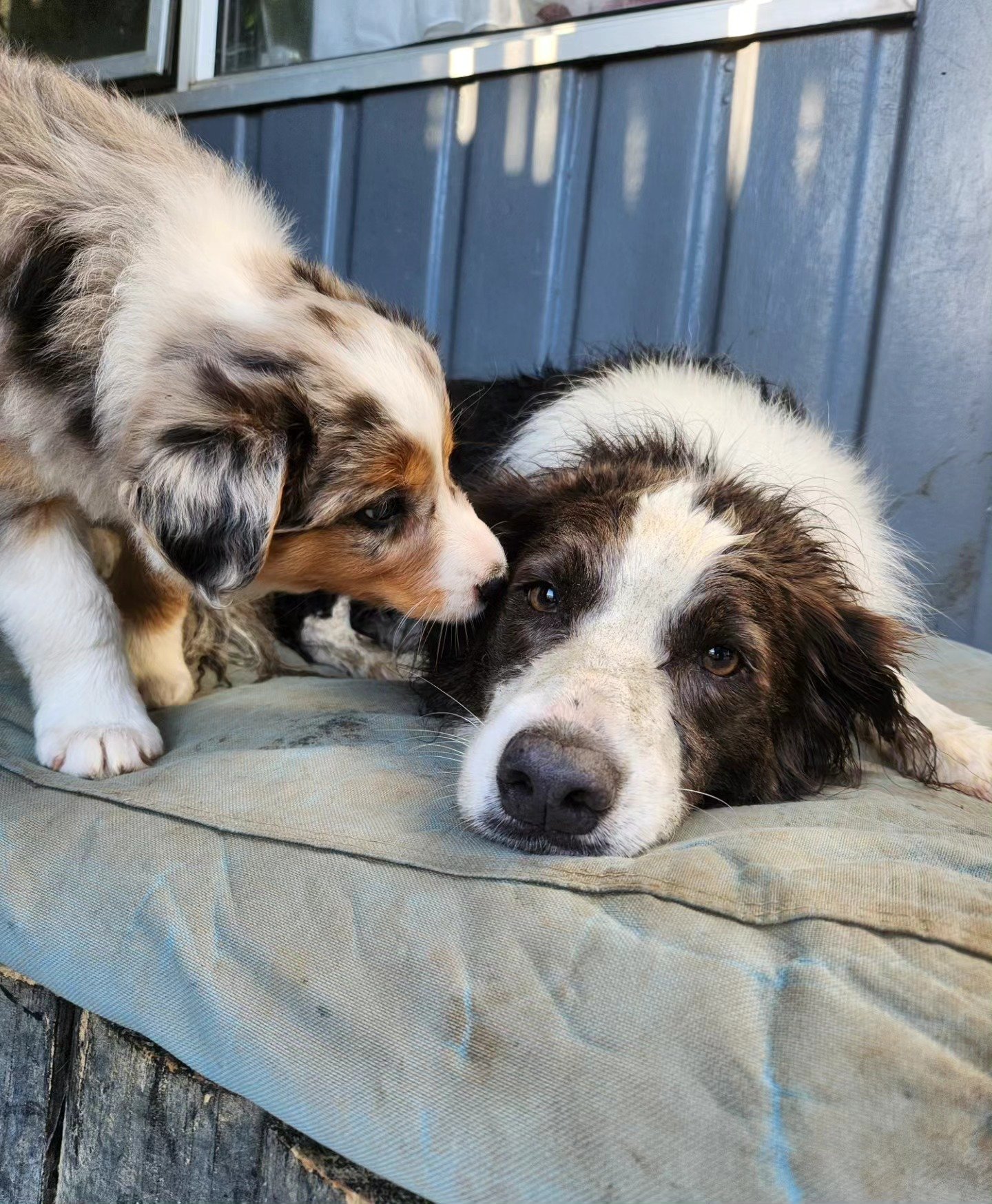 Nana Coco and Venus 🥺❤️ 

- 
#puppy #nana #bordercollie #cute #newzealand #dog #dogsofinstagram #dogsofnz #bordercolliepuppy #bordercollies