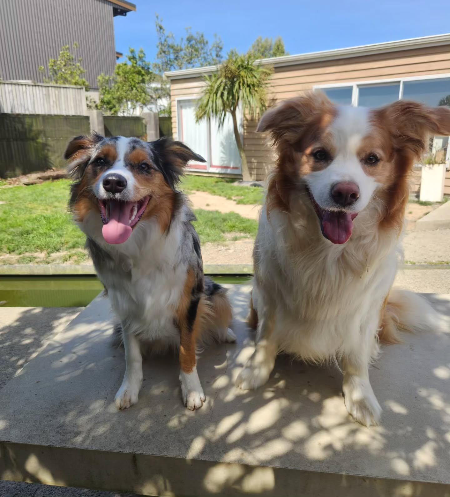 Scout and Venus, father and daughter 💕💫 

-
#bordercollie #dogsofnz #fatherdaughter #comilocollies #dogs