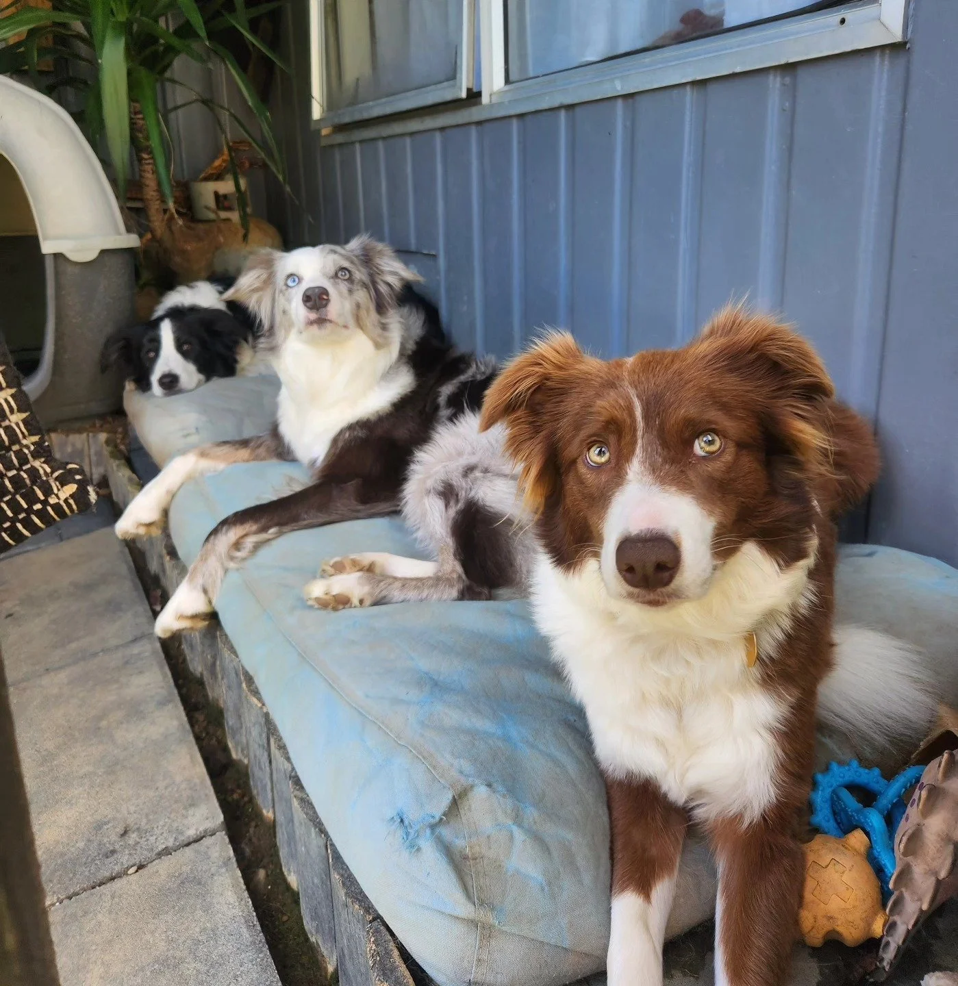 The girls patiently waiting to go out ⚘️🌷🌻

-
#bordercollie #bordercolliesofnz #dog #merle #dogsofwellington #dogsofnz #girls #waiting