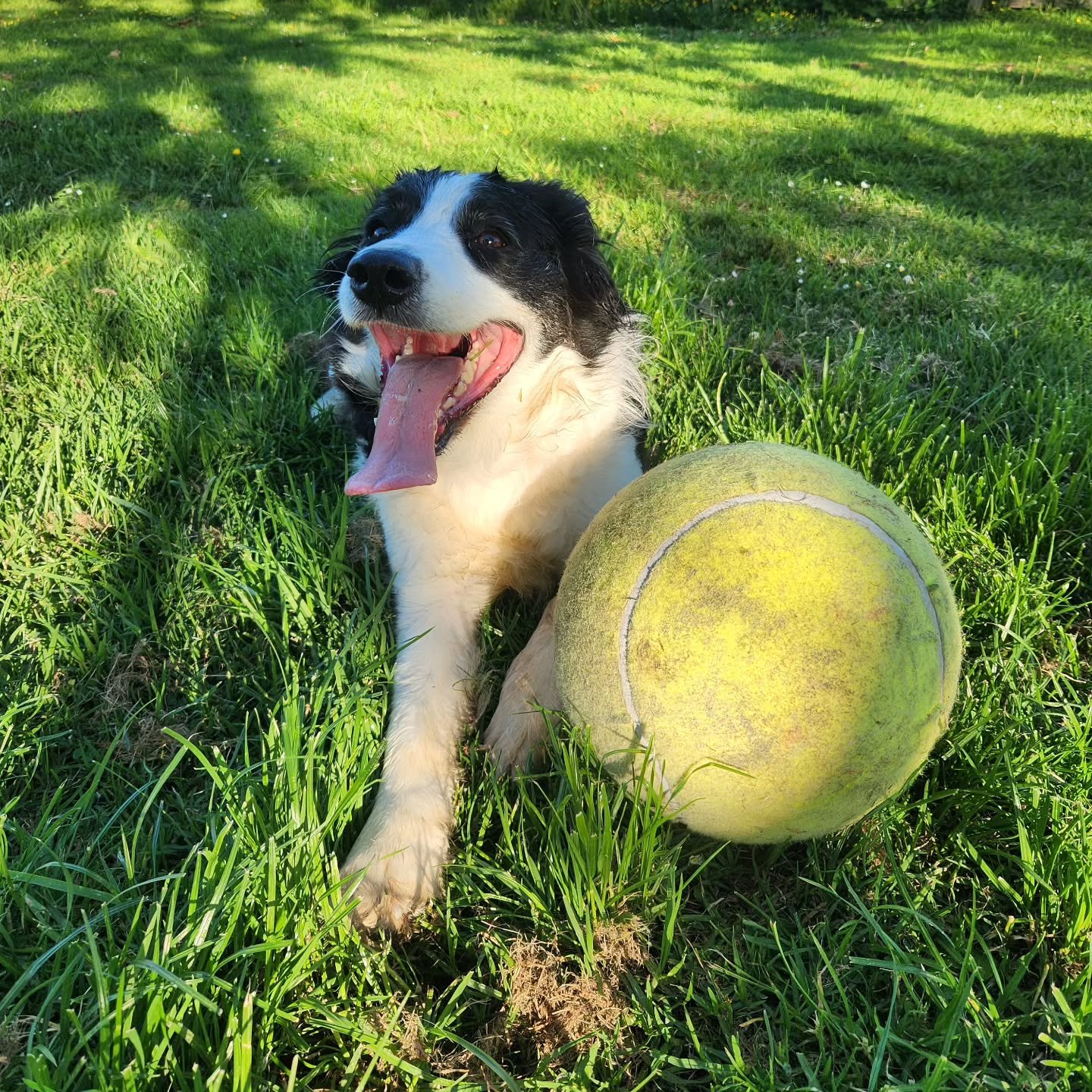 After a good ball herding session with my no.1 crack-dog 🤪 🐶

-
#bordercollie #bordercolliesofnewzealand #dog #dogsofnz #puppy #crazy #ball #herding